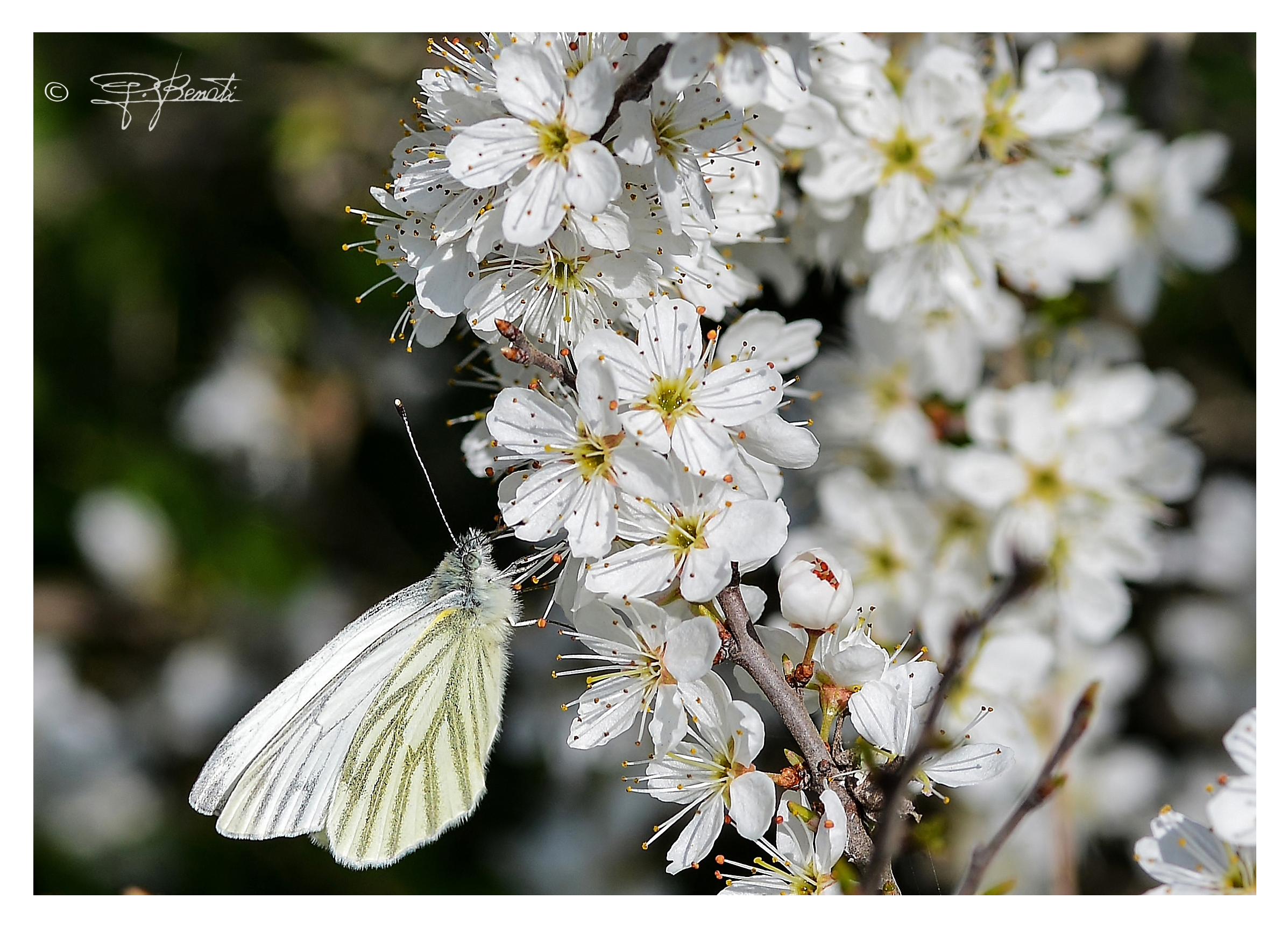 Untitled Photo