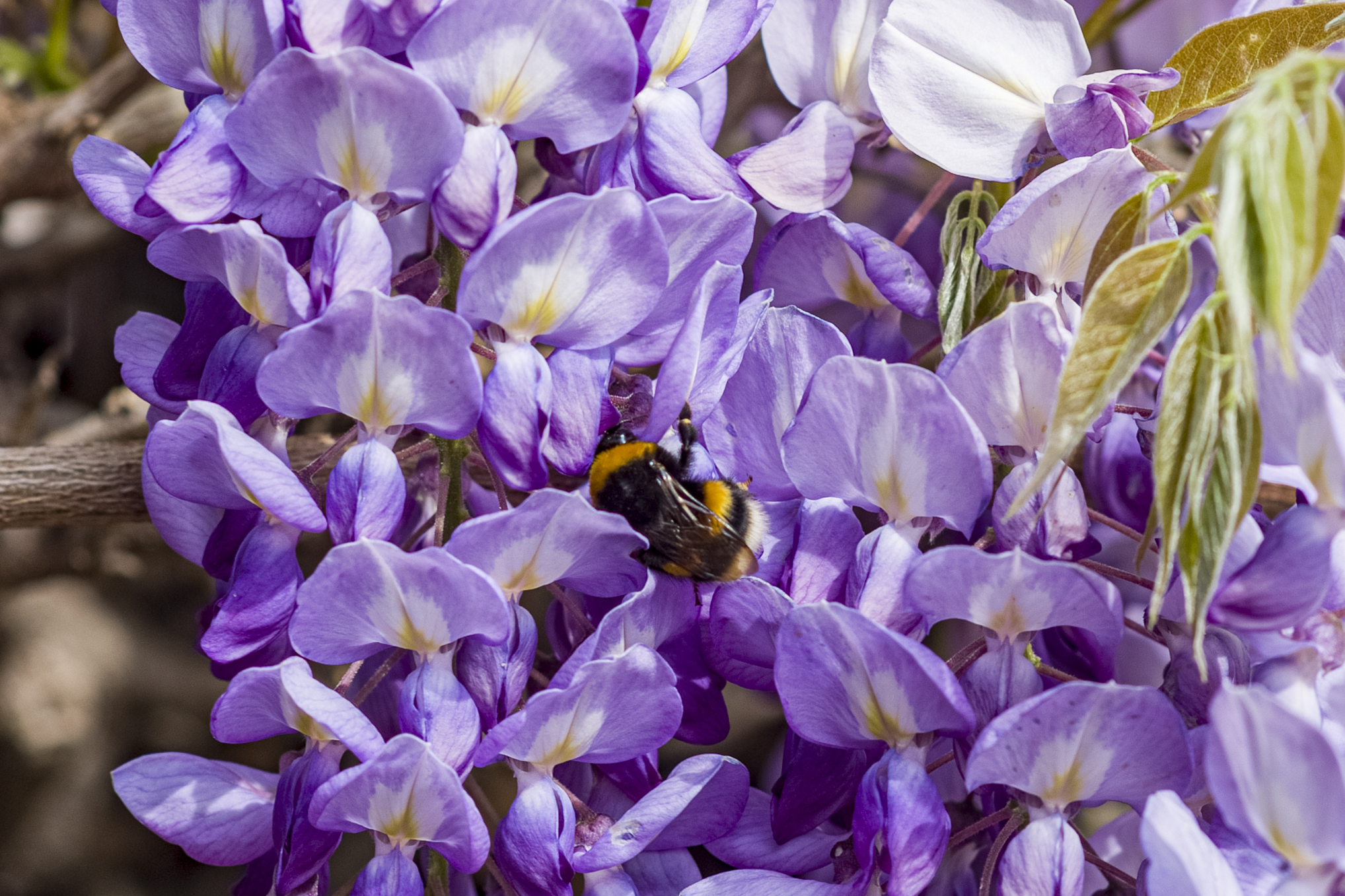 Glicine..che bontà!