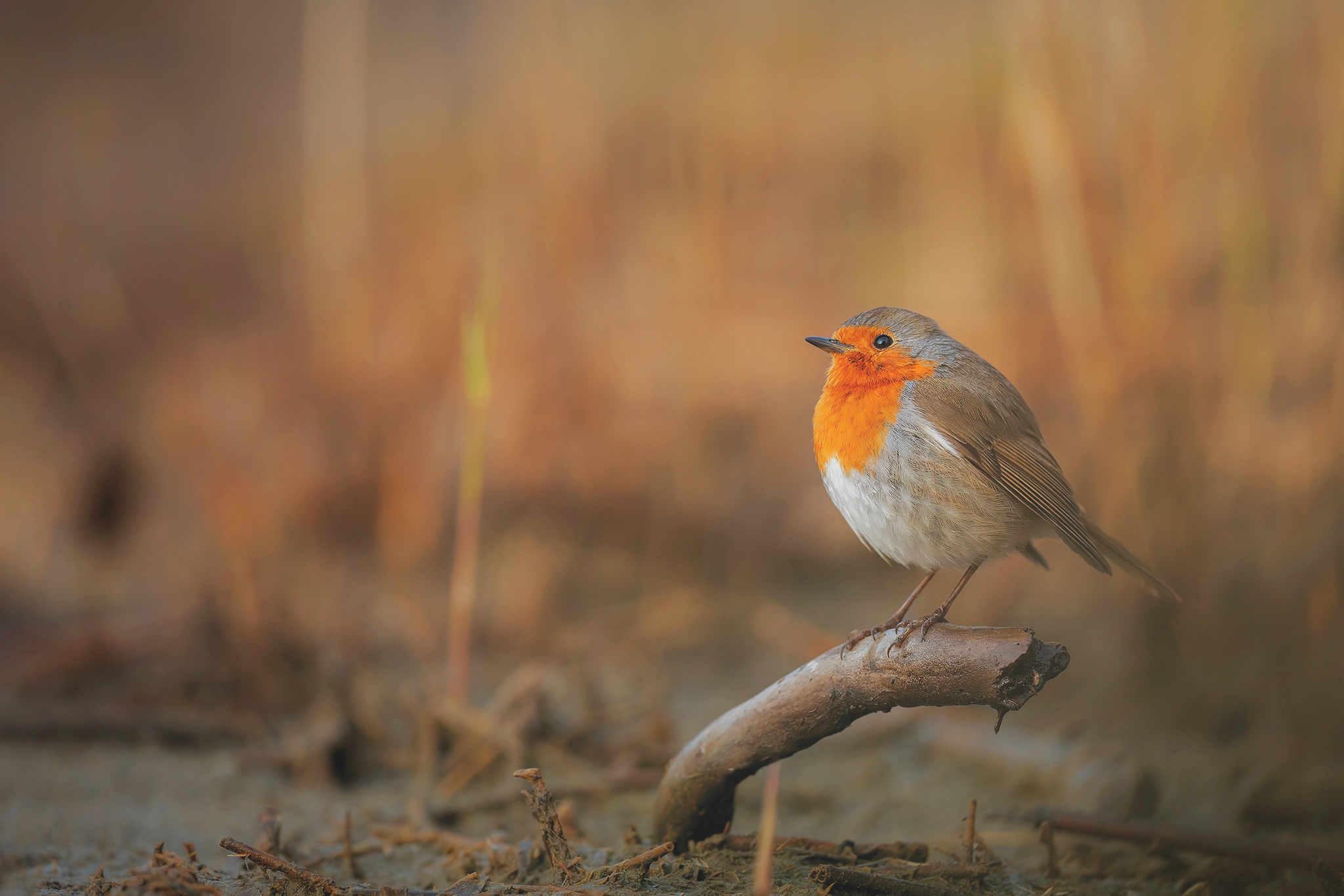 robin