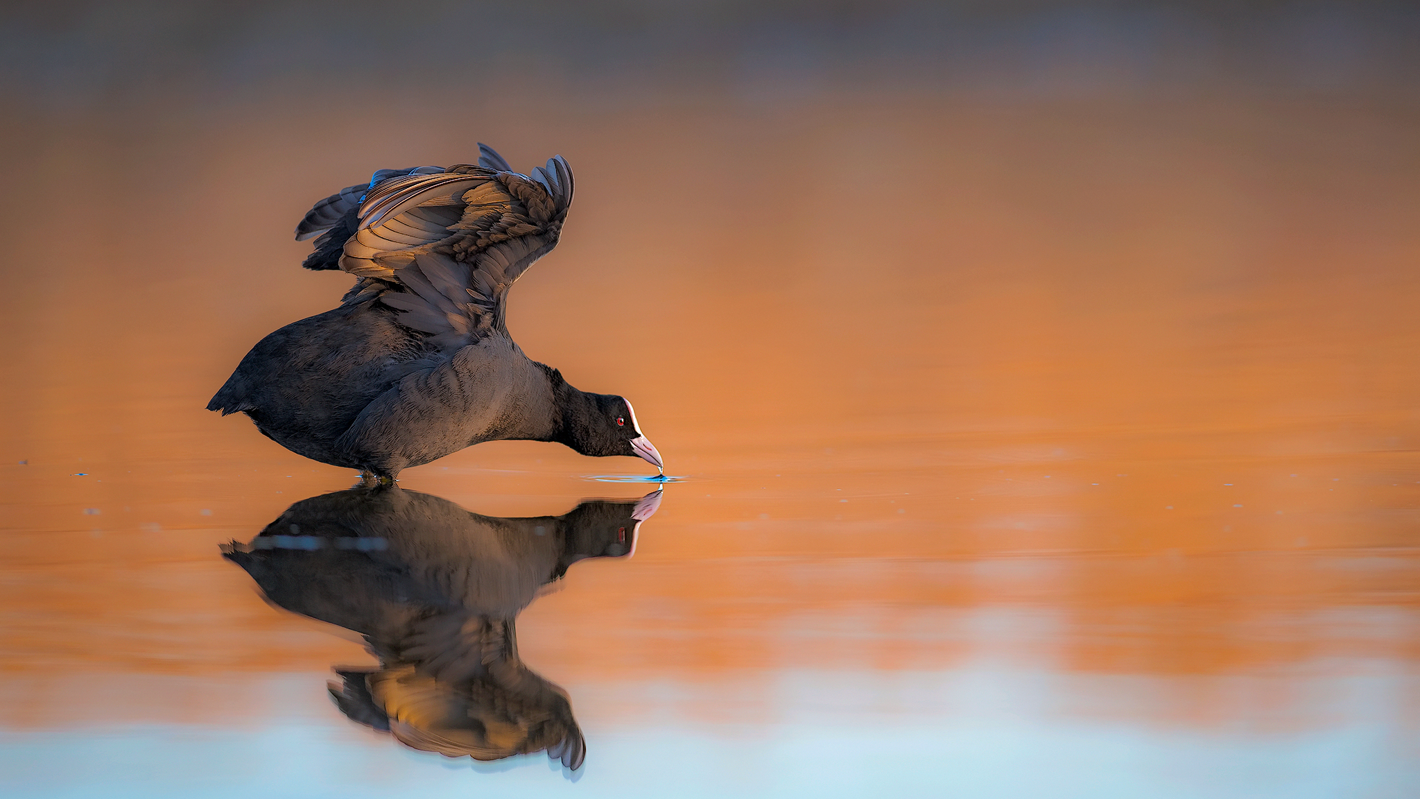 coot