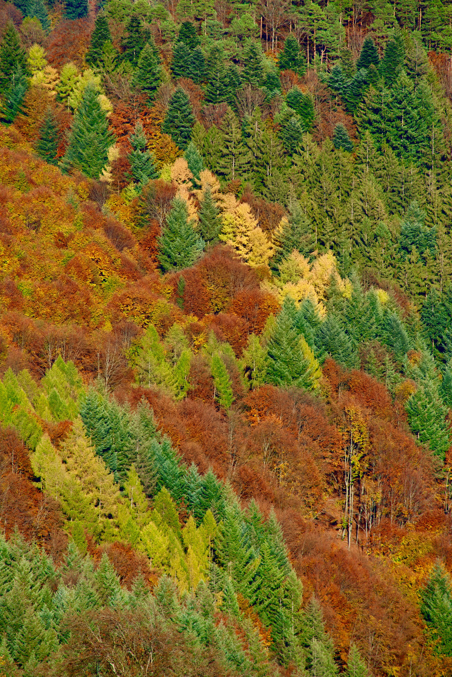 The Full Array of Colors 1