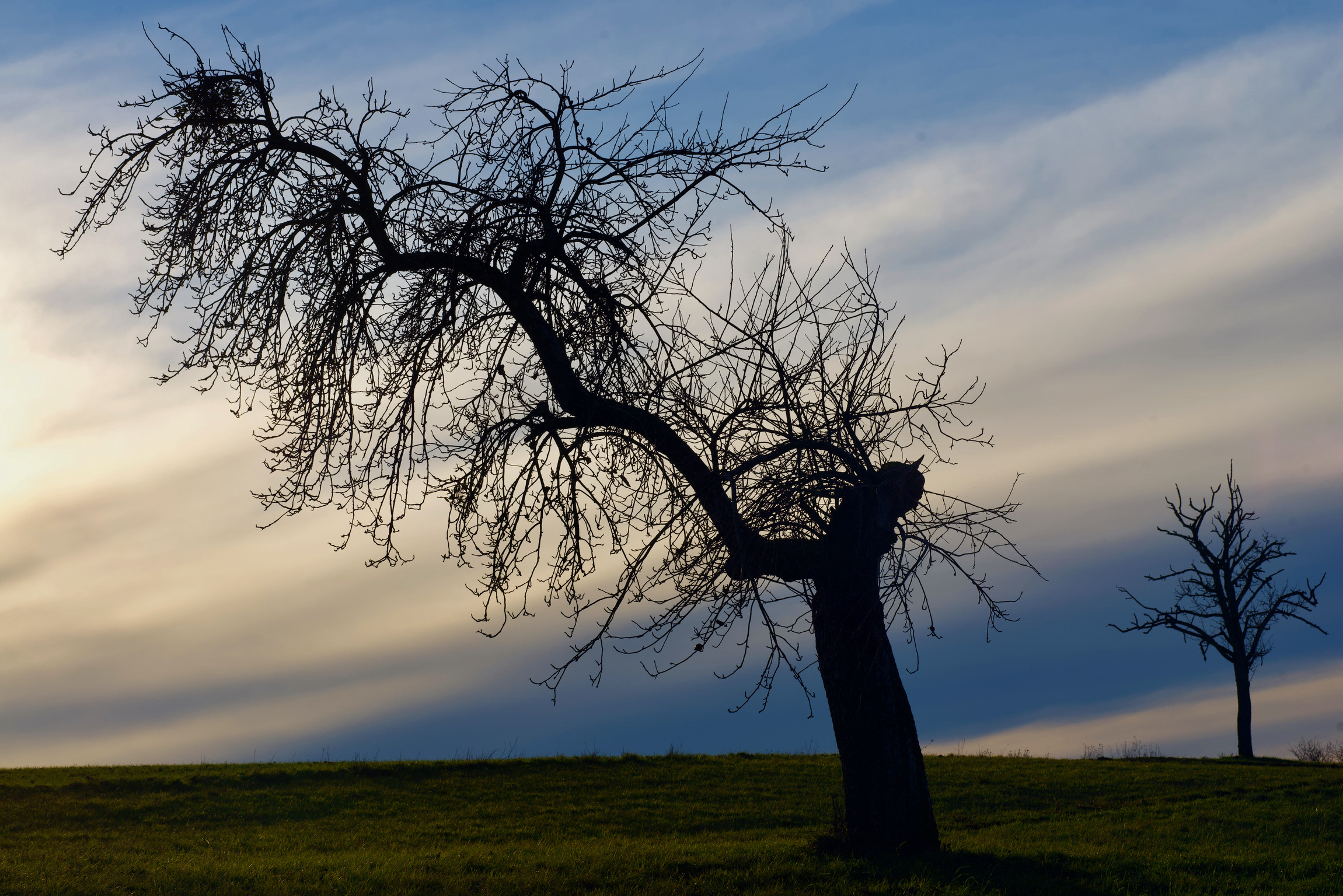 The Leaves have flown away