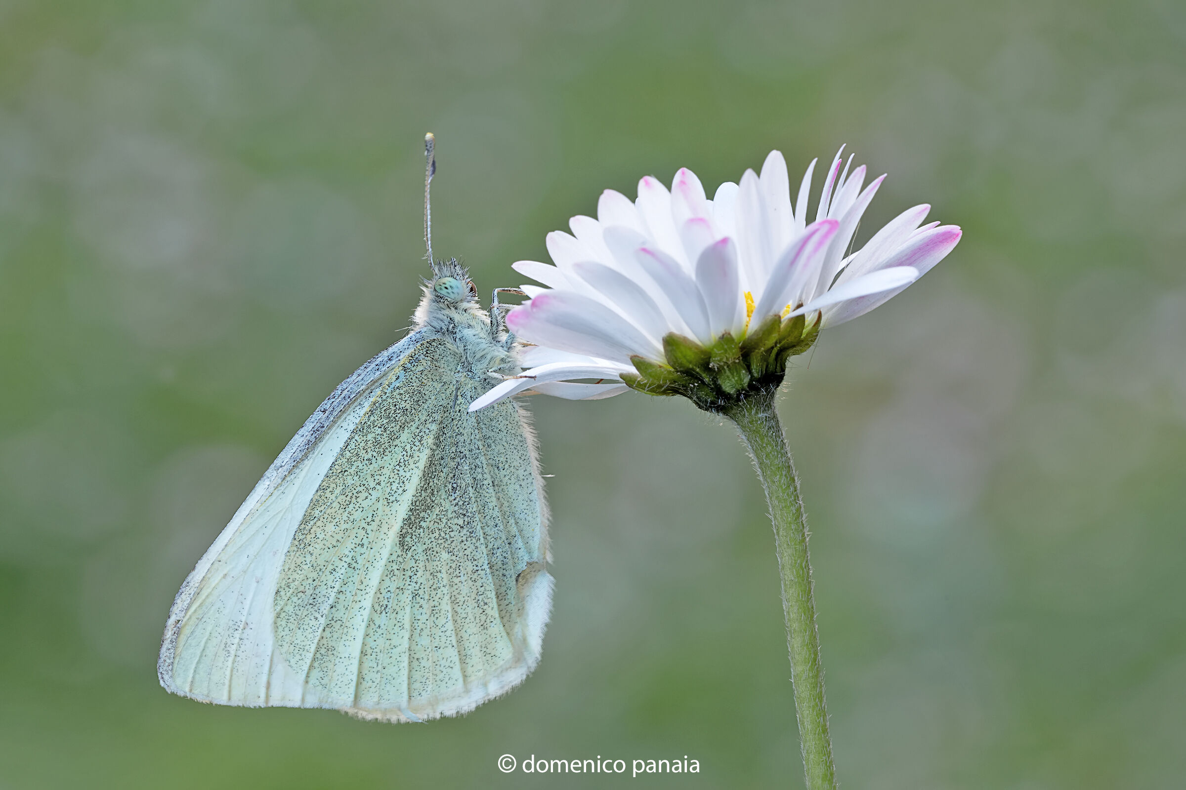 pieris brassicae