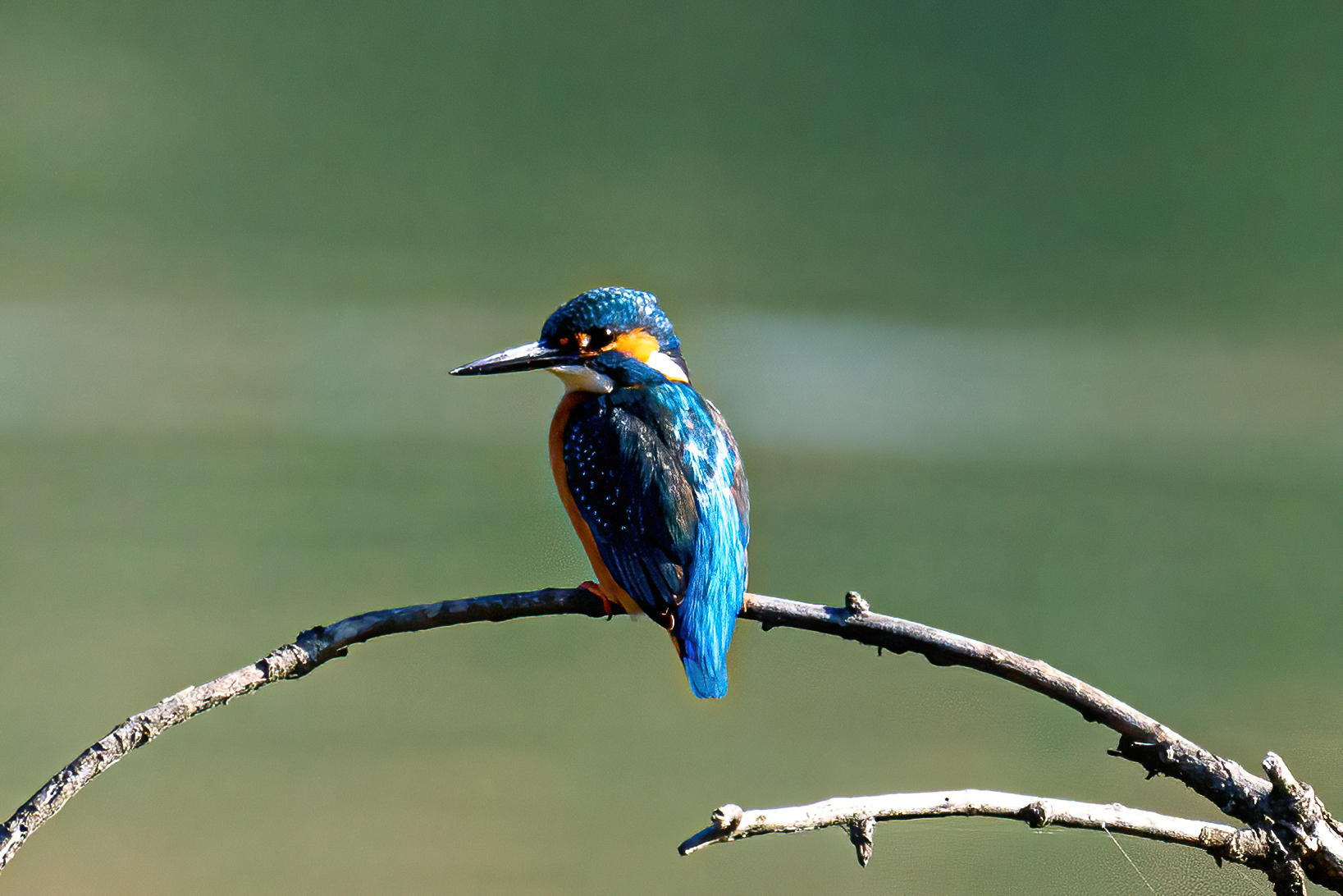 Martin Pescatore Maschio