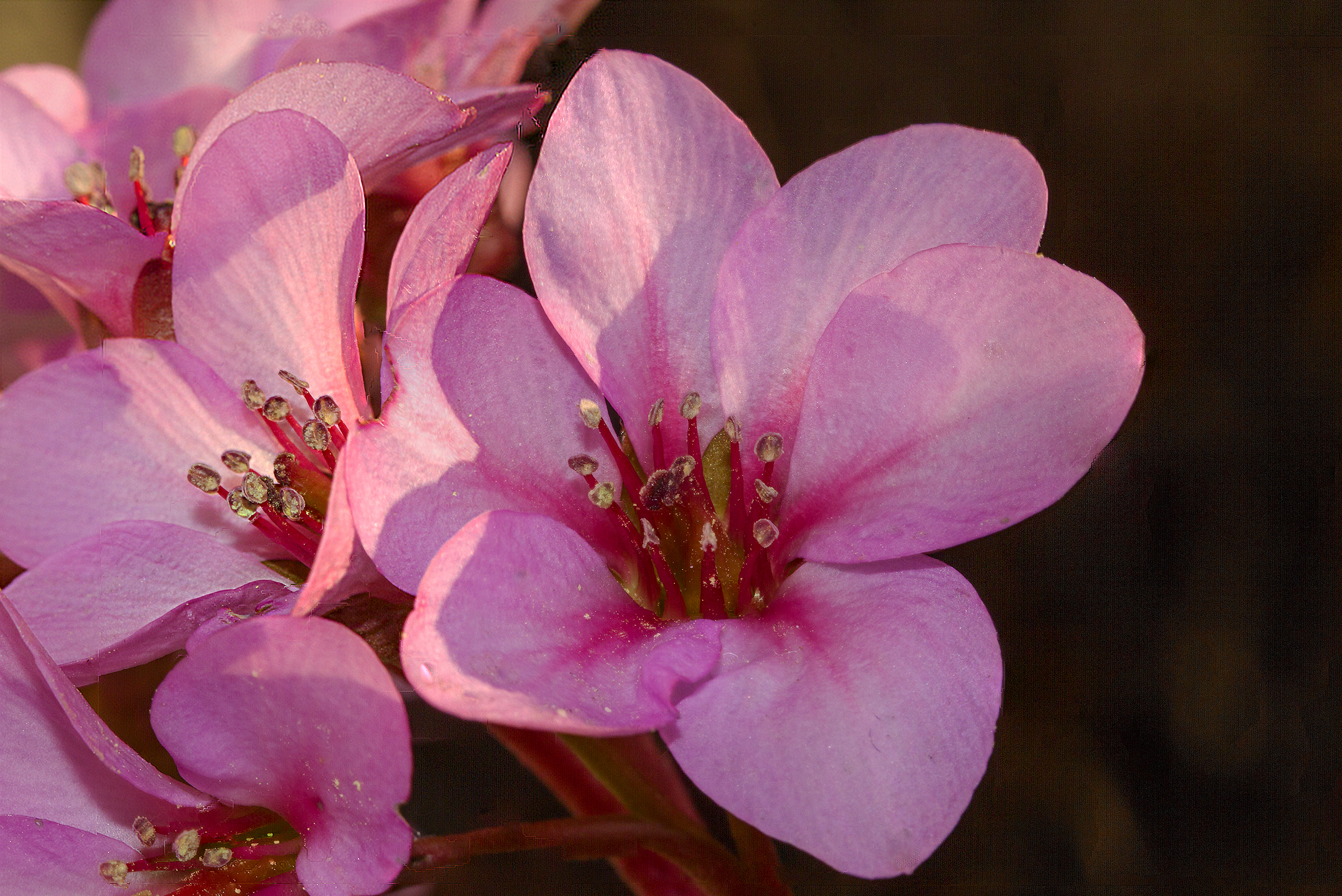 fiore di San Giuseppe