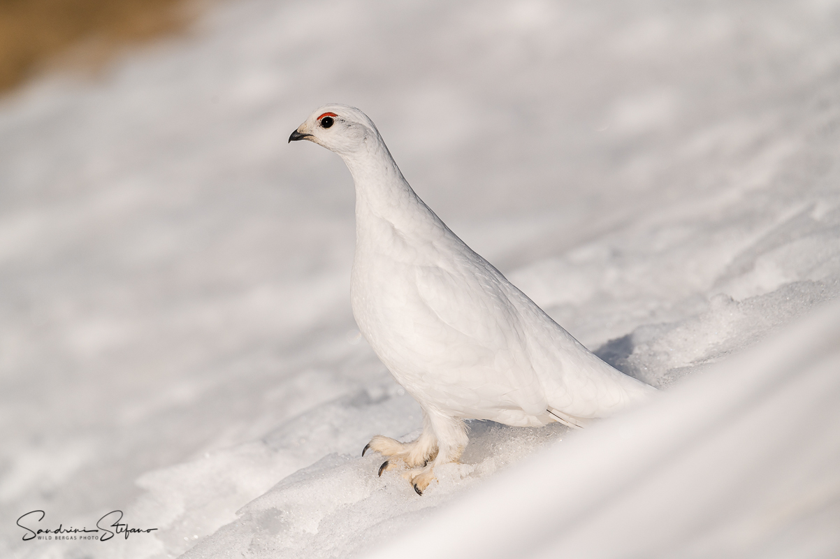 Pernice bianca femmina