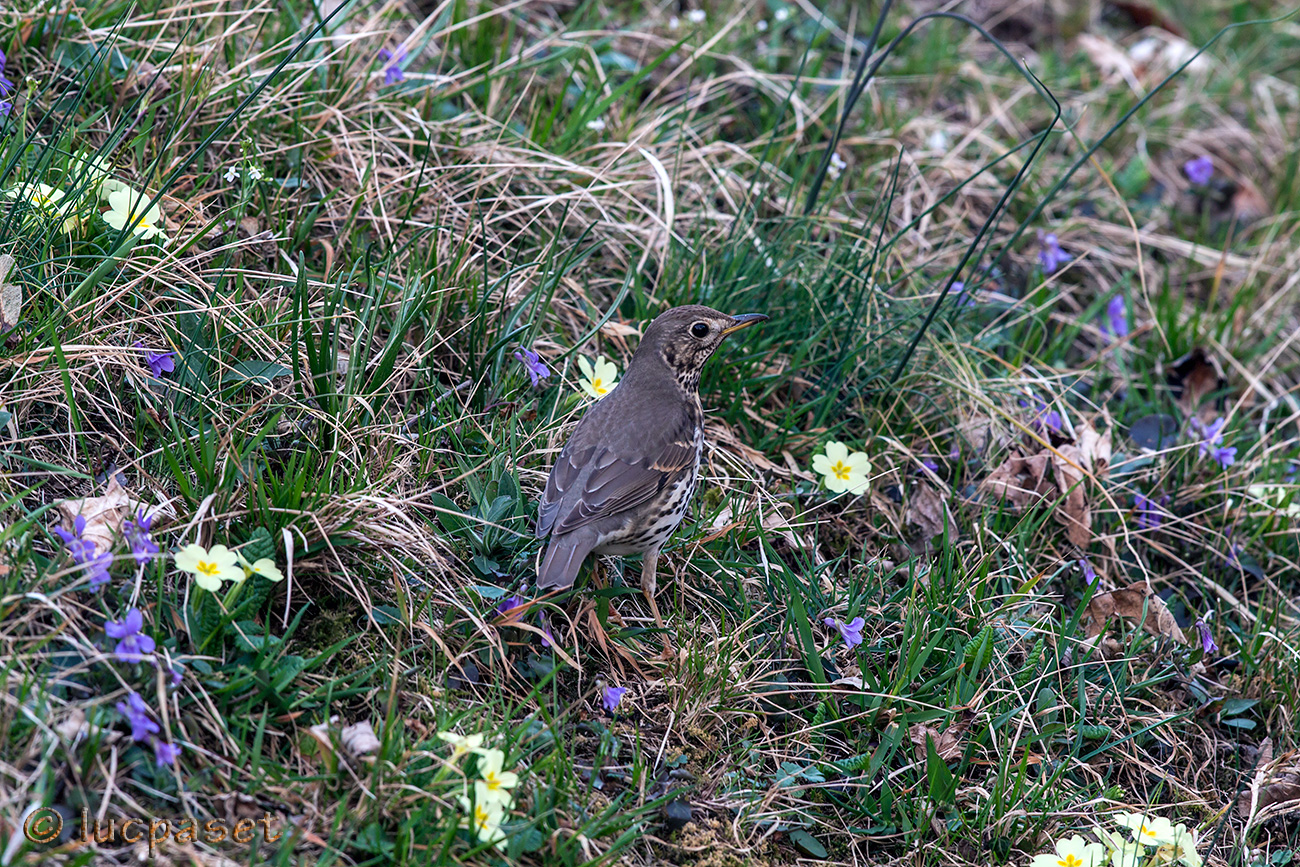 Tordo Bottaccio a terra