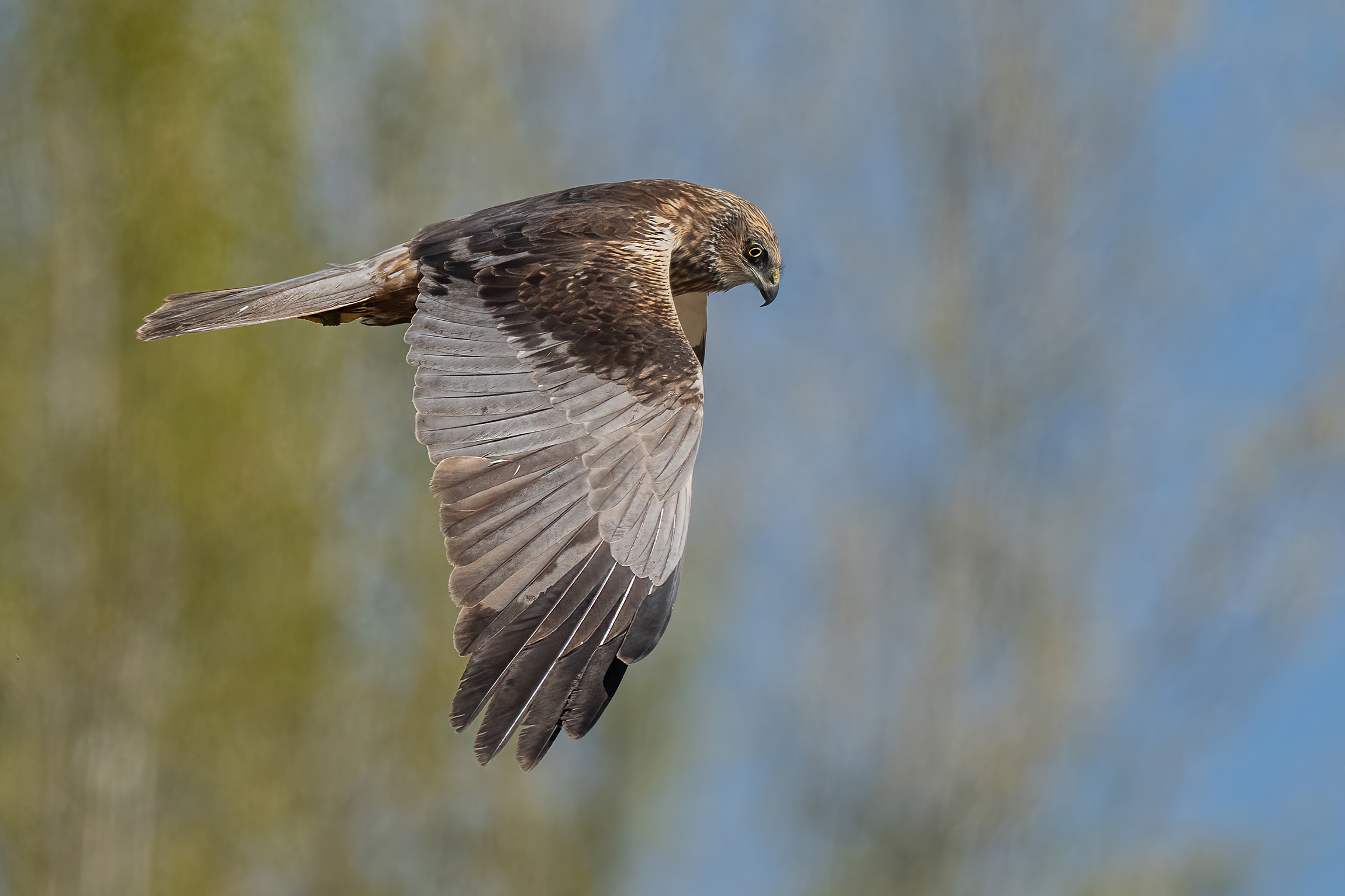 Falco di palude maschio