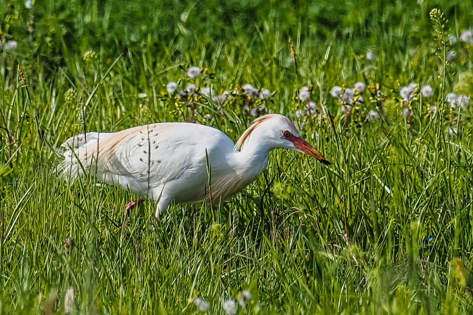 The valley reserves pleasant encounters. Good guard.