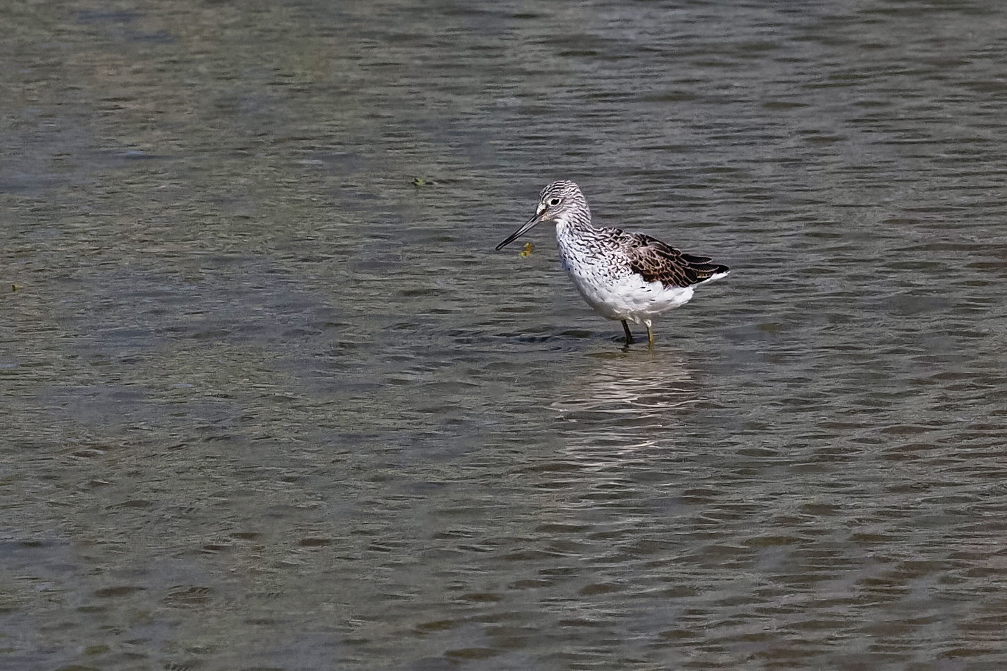 greenshank