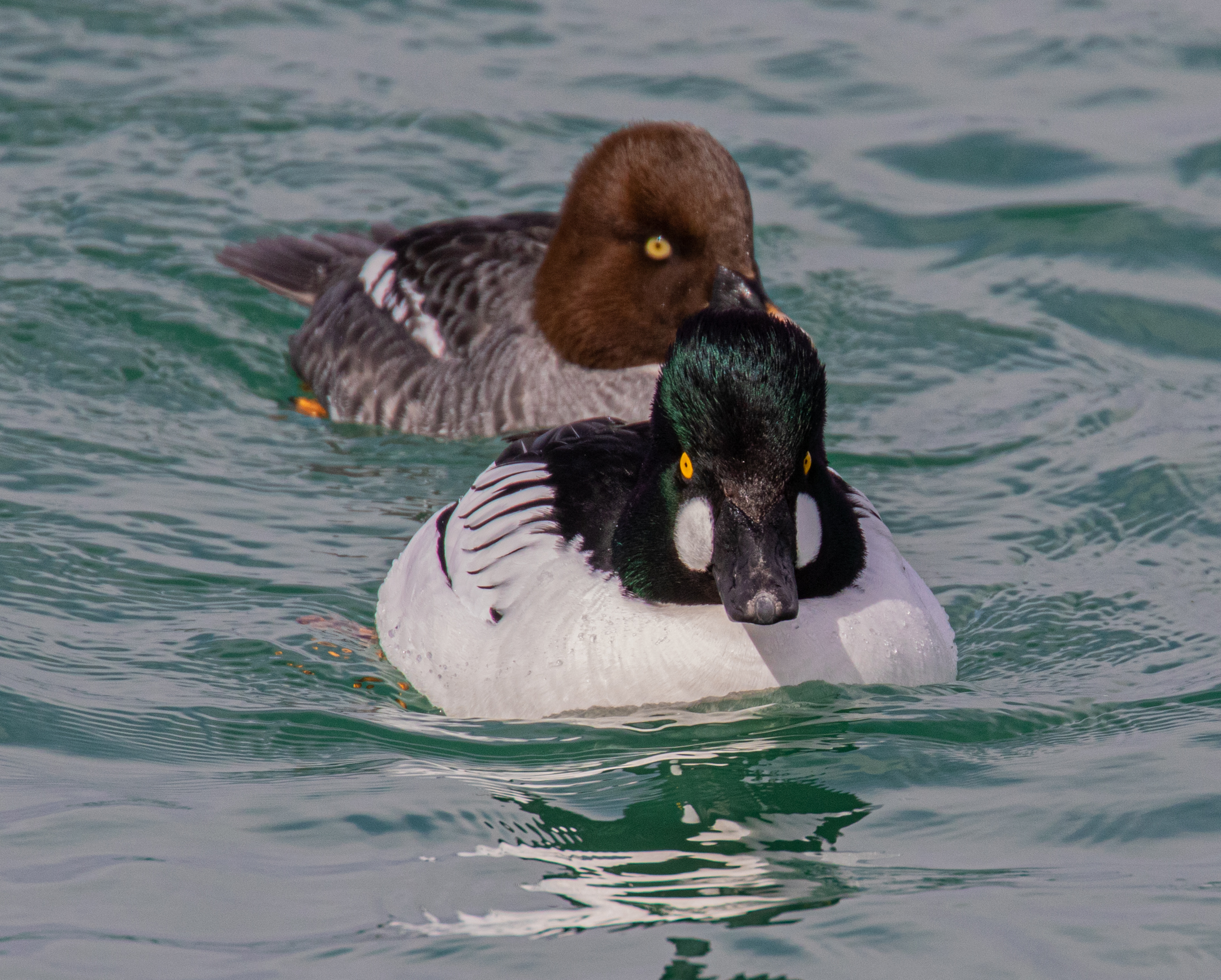 Male and Female Goldeneye Ducks.