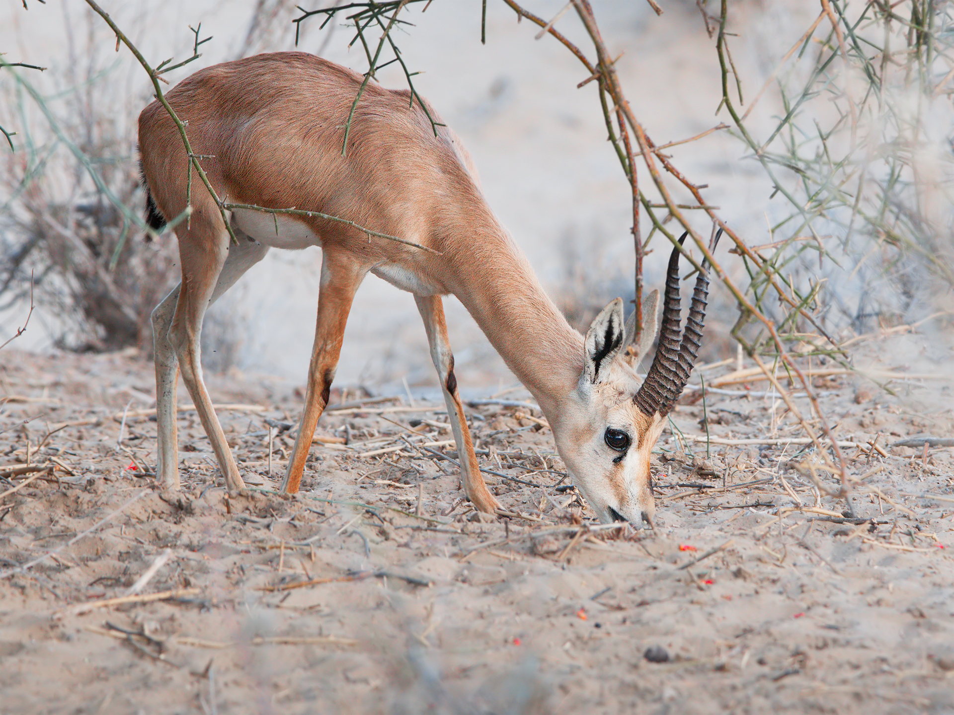 Gazzella indiana (Gazella bennettii)