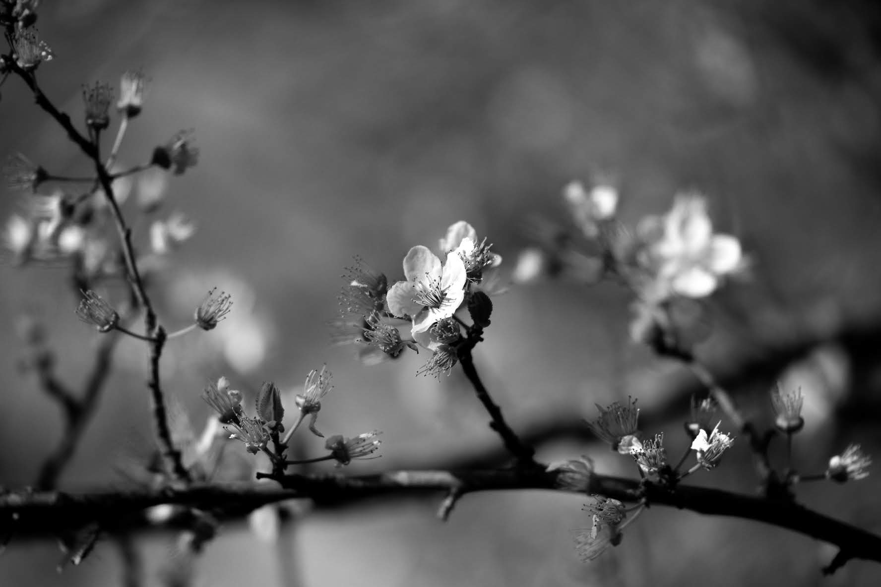La Primavera secondo me.