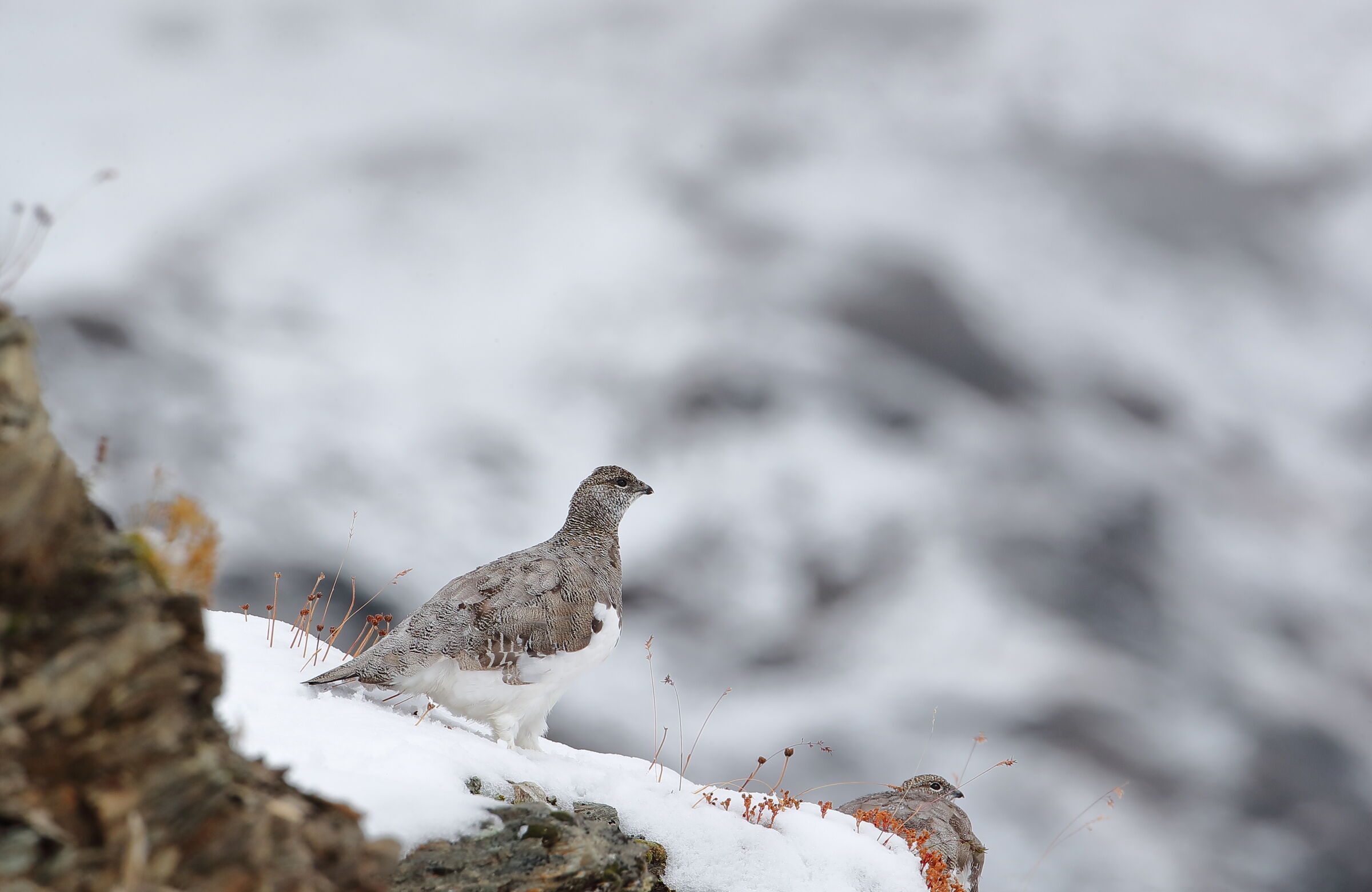 Partridge set on the first snow