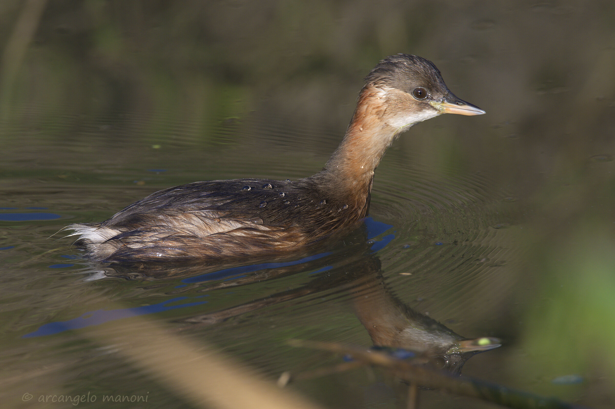 dabchick