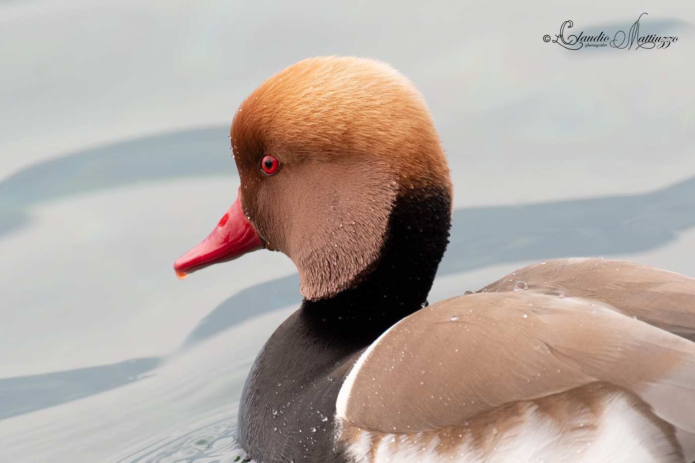 red-crested pochard