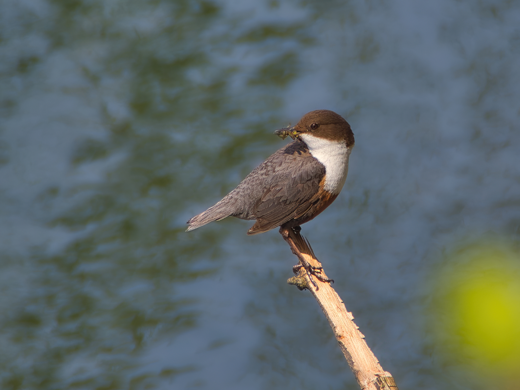 white-throated dipper