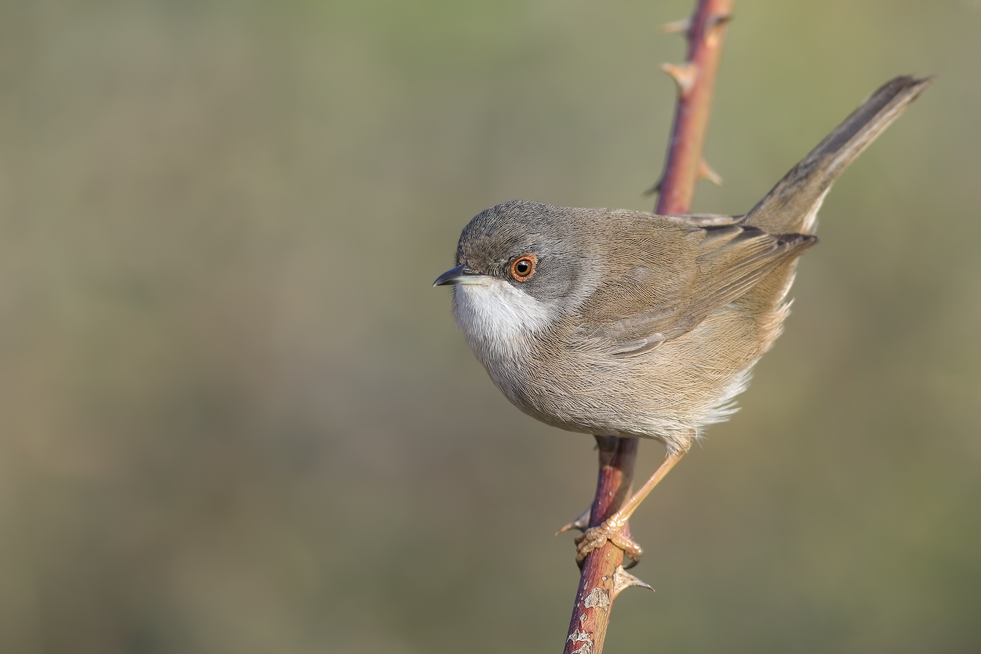 sardinian warbler