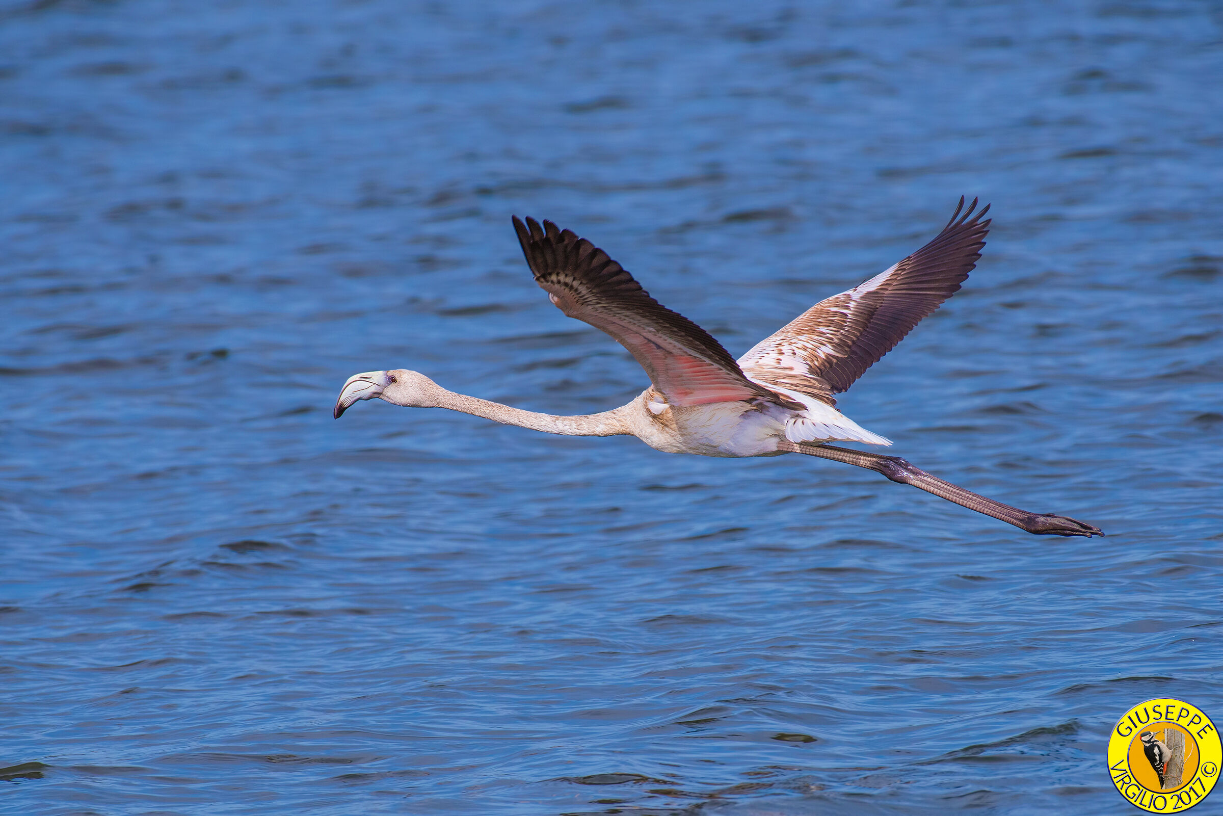 Fenicottero - Phoenicopterus roseus giov(Sardegna)2017