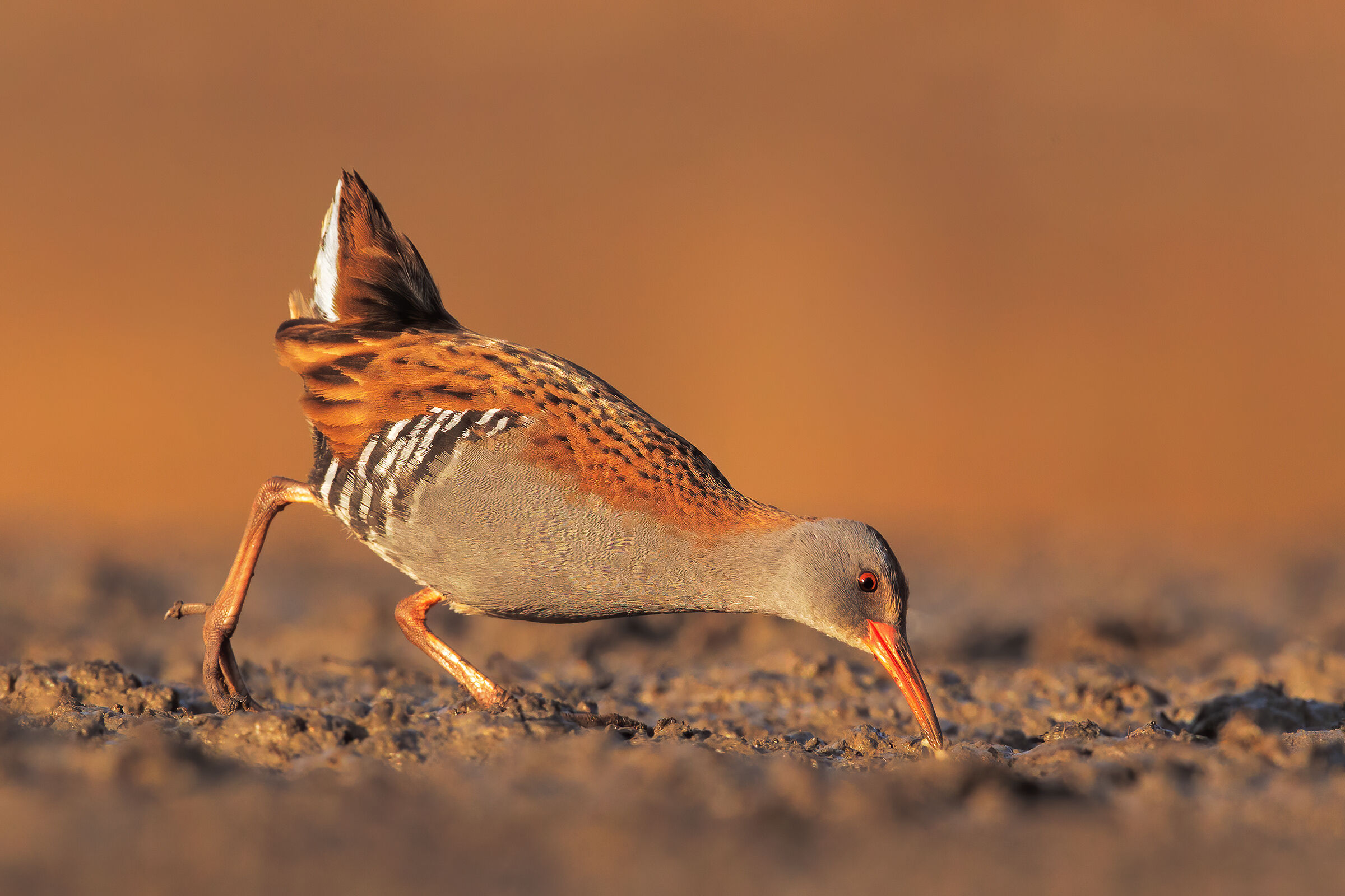 water rail