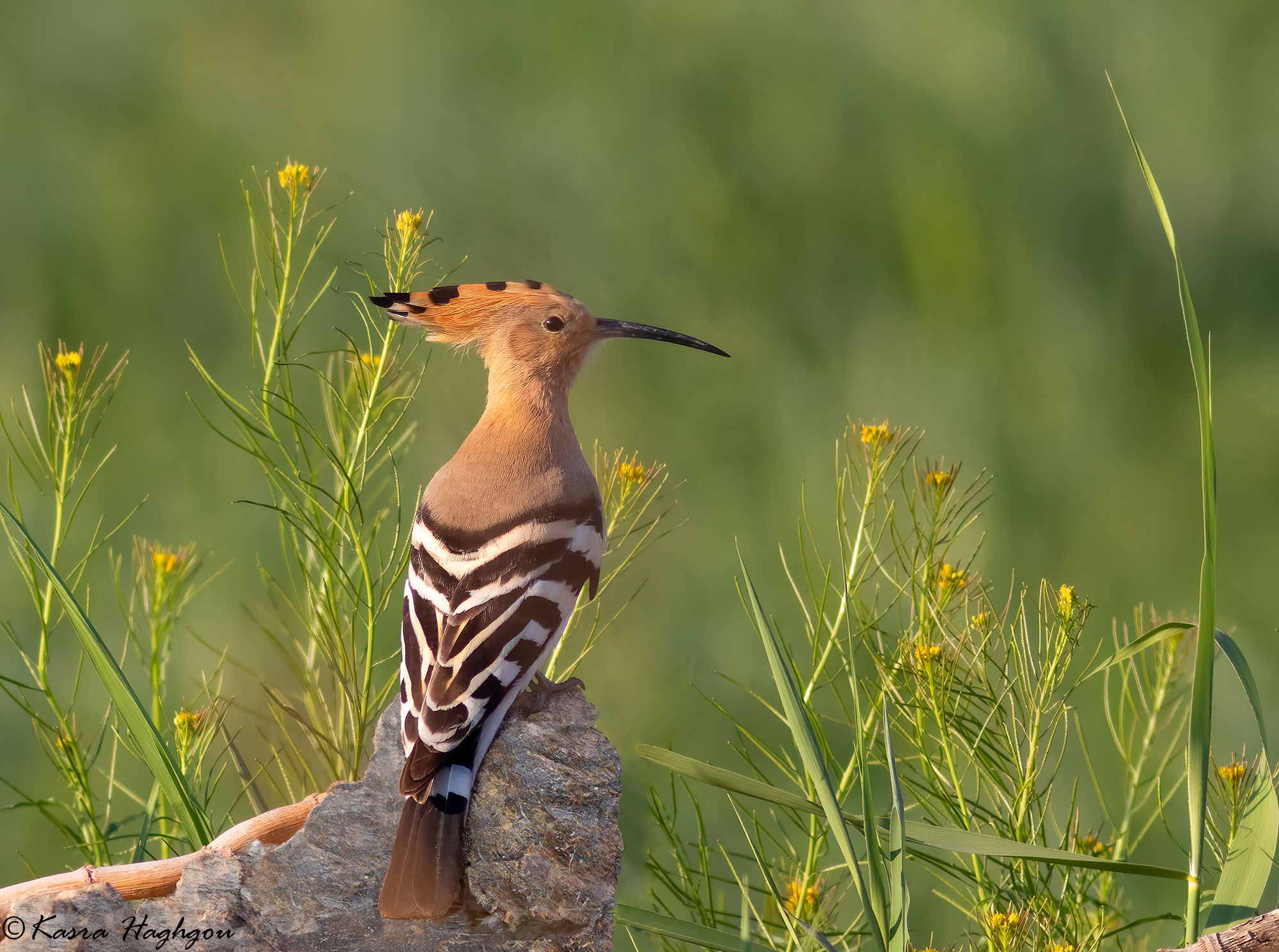 Hoopoe eurasiatico