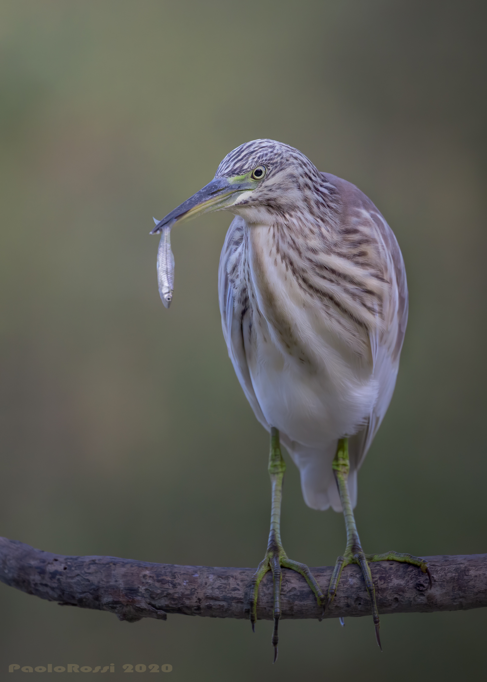 squacco heron...