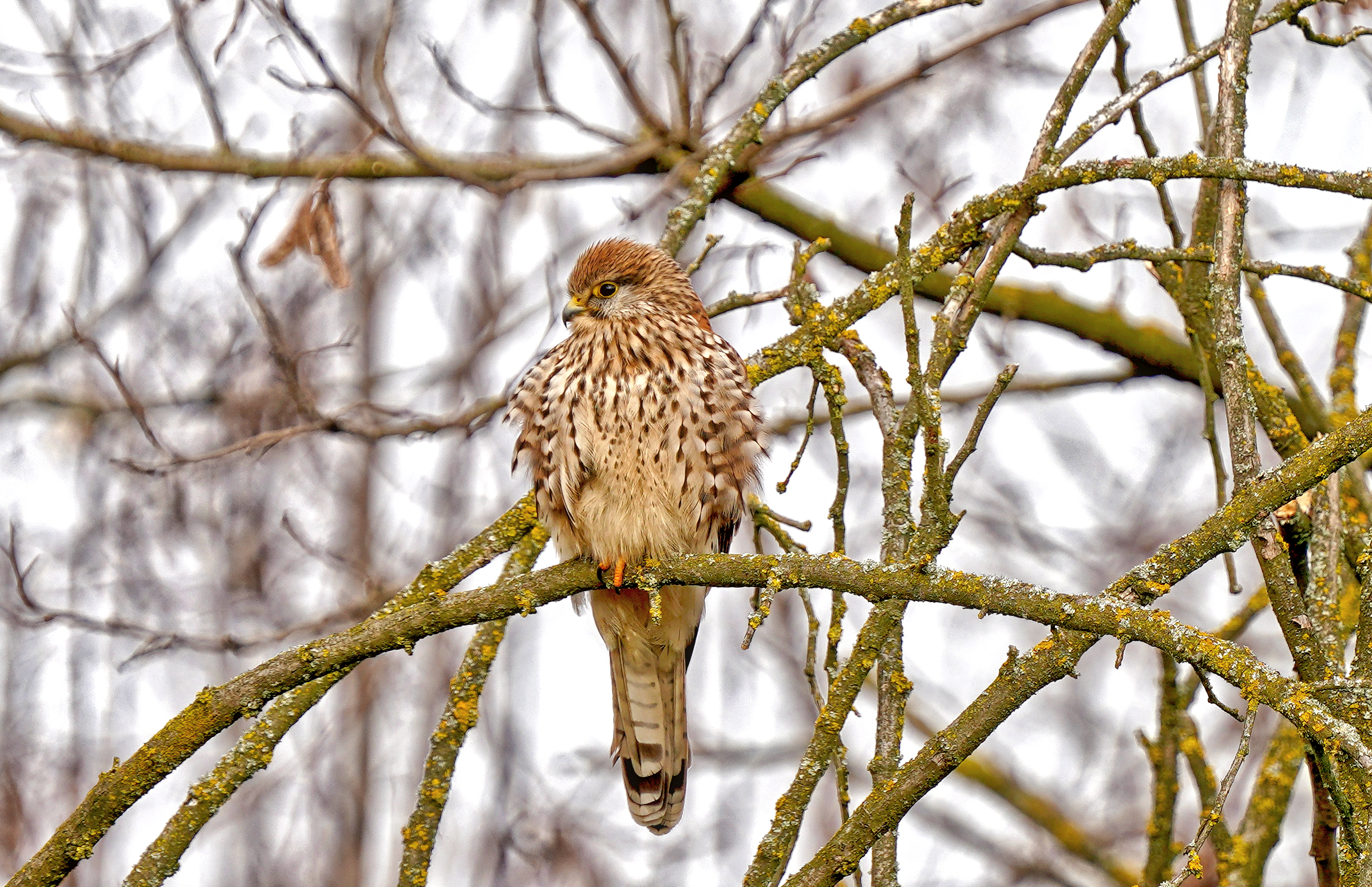 kestrel