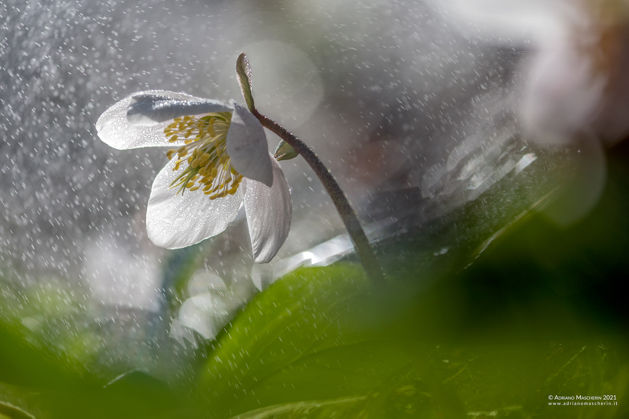 White hellebore
