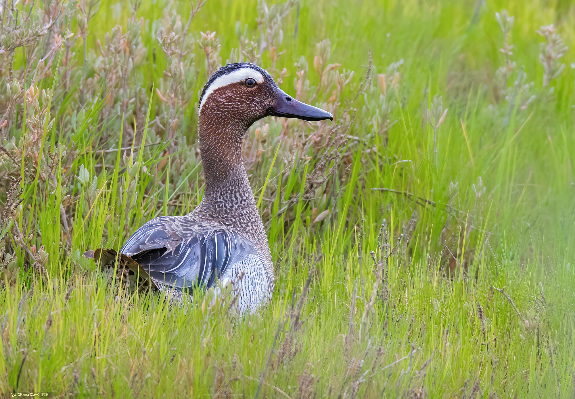 Marzaiola Department (Anas querquedula)