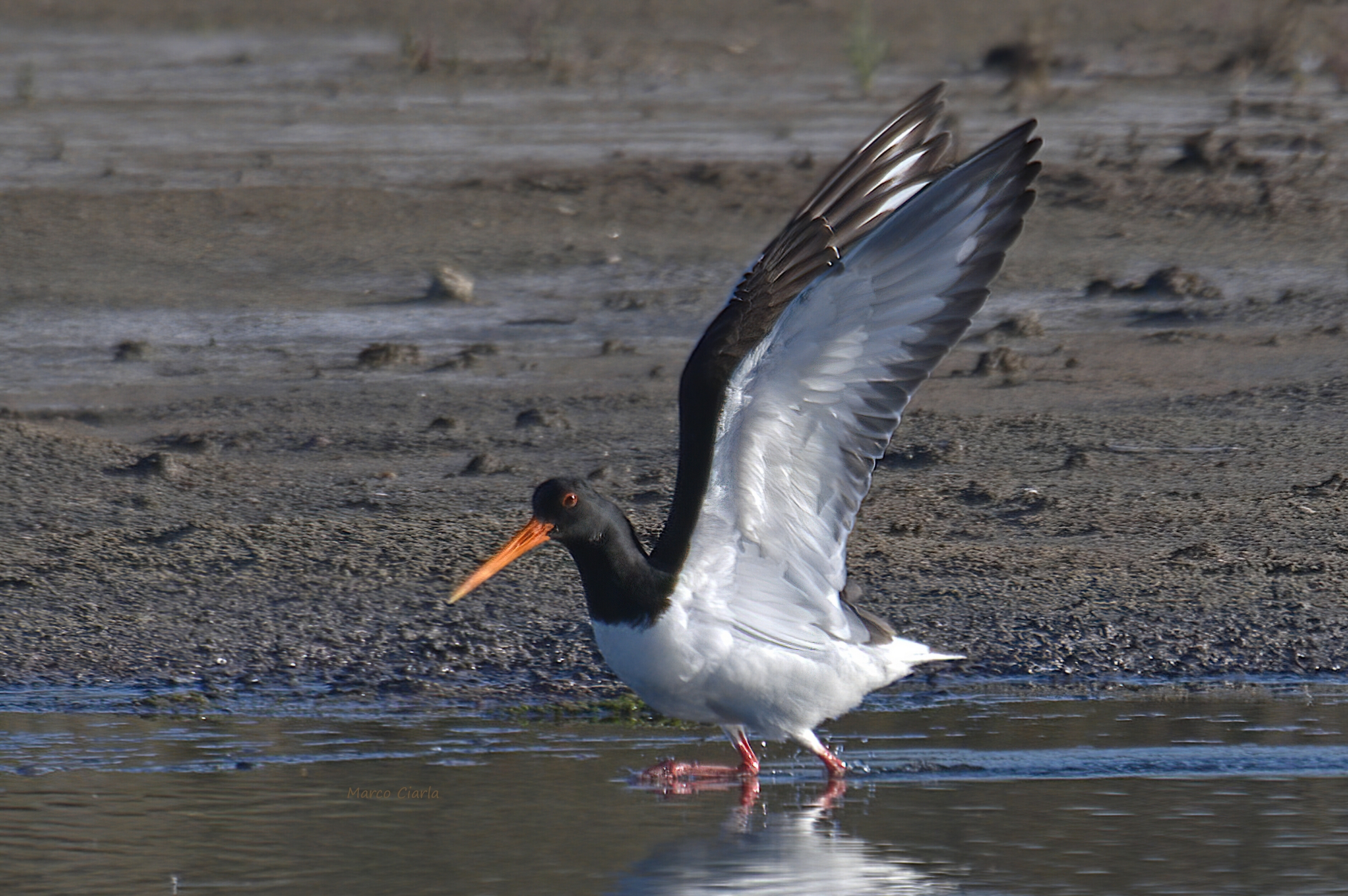 Sea Beccaccia (Haematopus ostralegus)