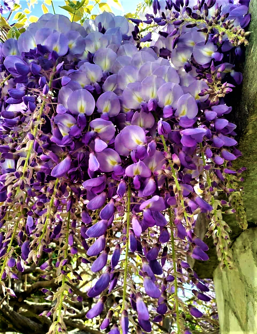 close-up wisteria
