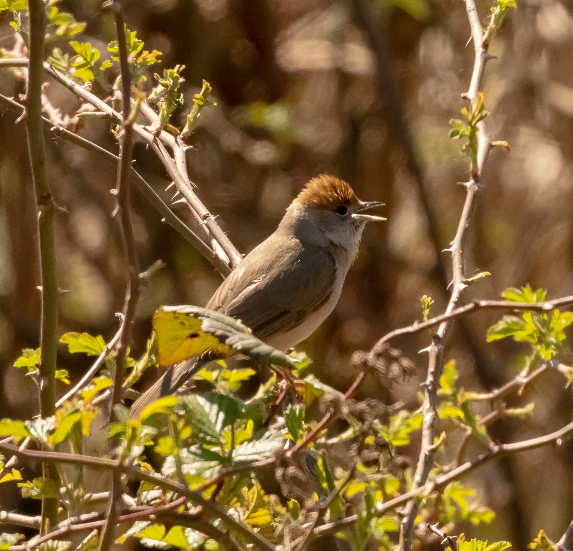 Female black head over brambles Oasis lipu 6/04/2021