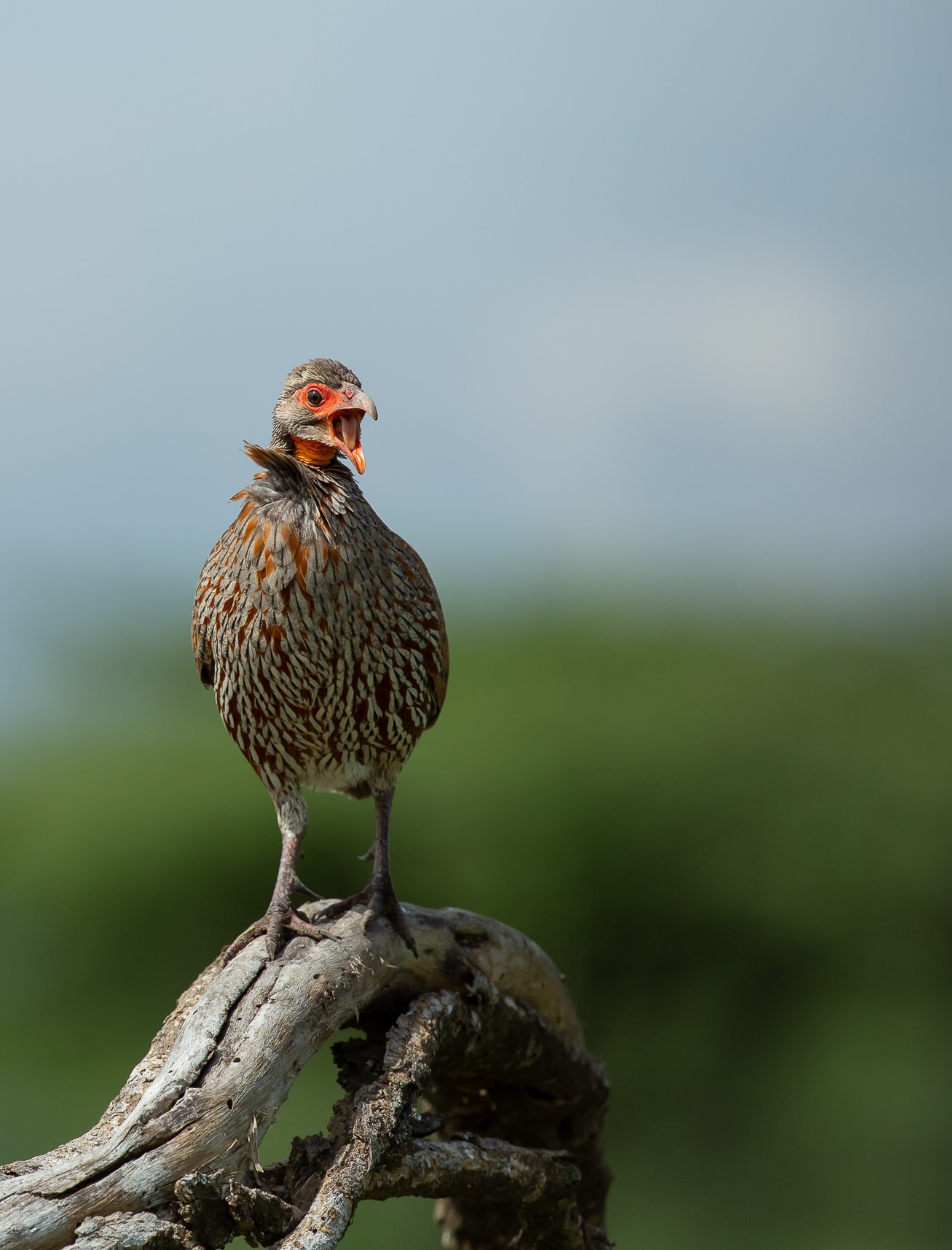 Francolino dal collo rosso