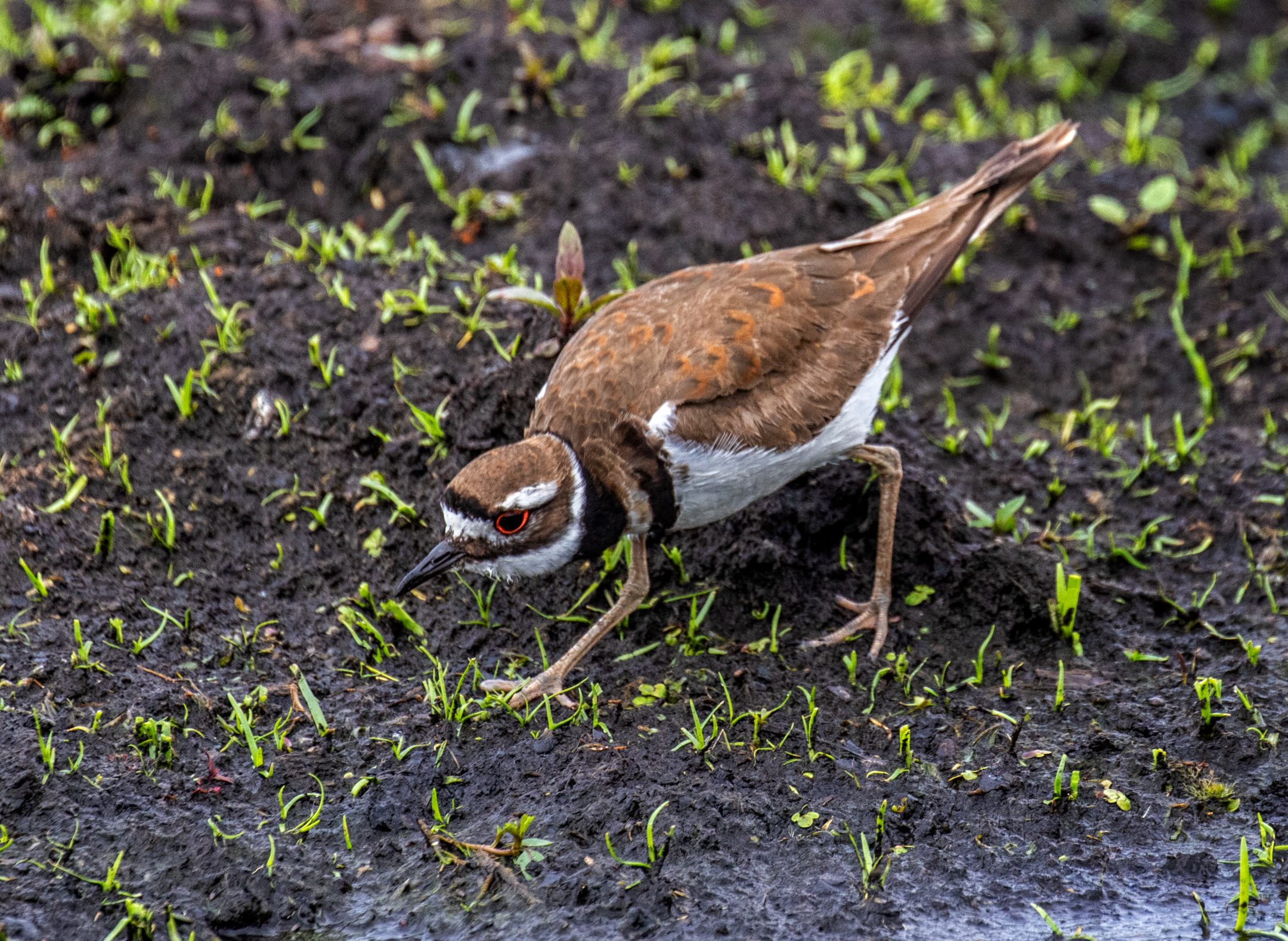 Killdeer