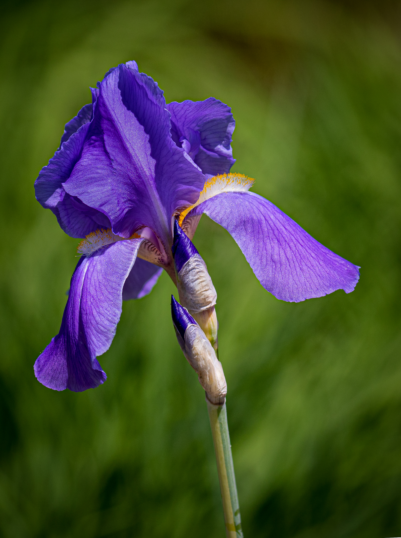 Purple Iris.