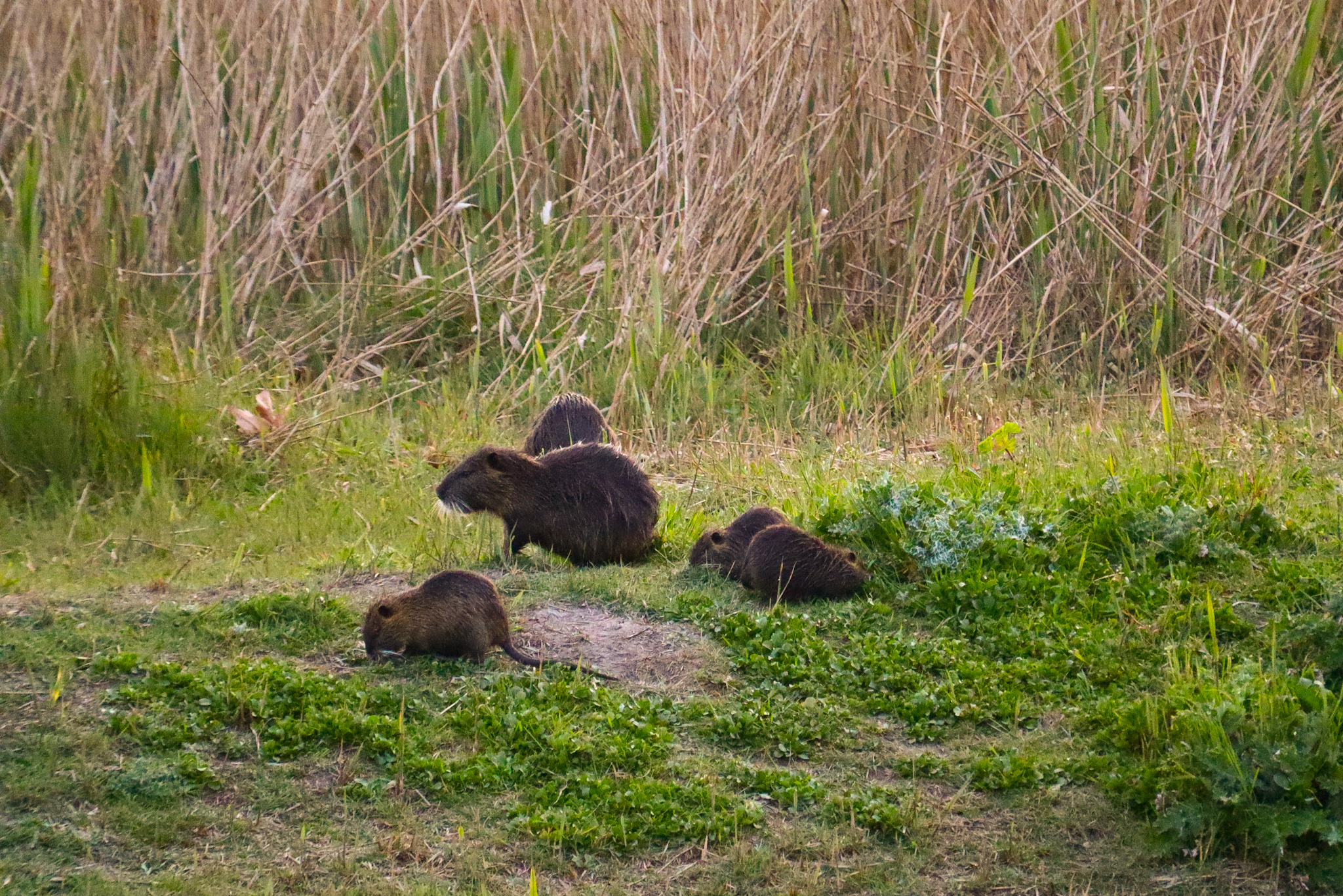 The colony of Nutrie at the natural park of Coltano, Pisa