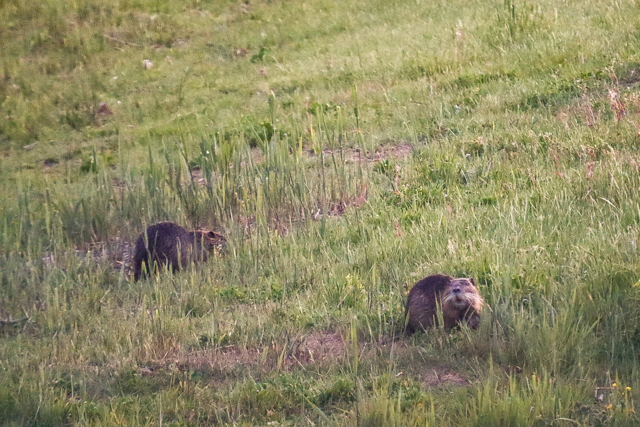 The colony of Nutrie at the natural park of Coltano, Pisa