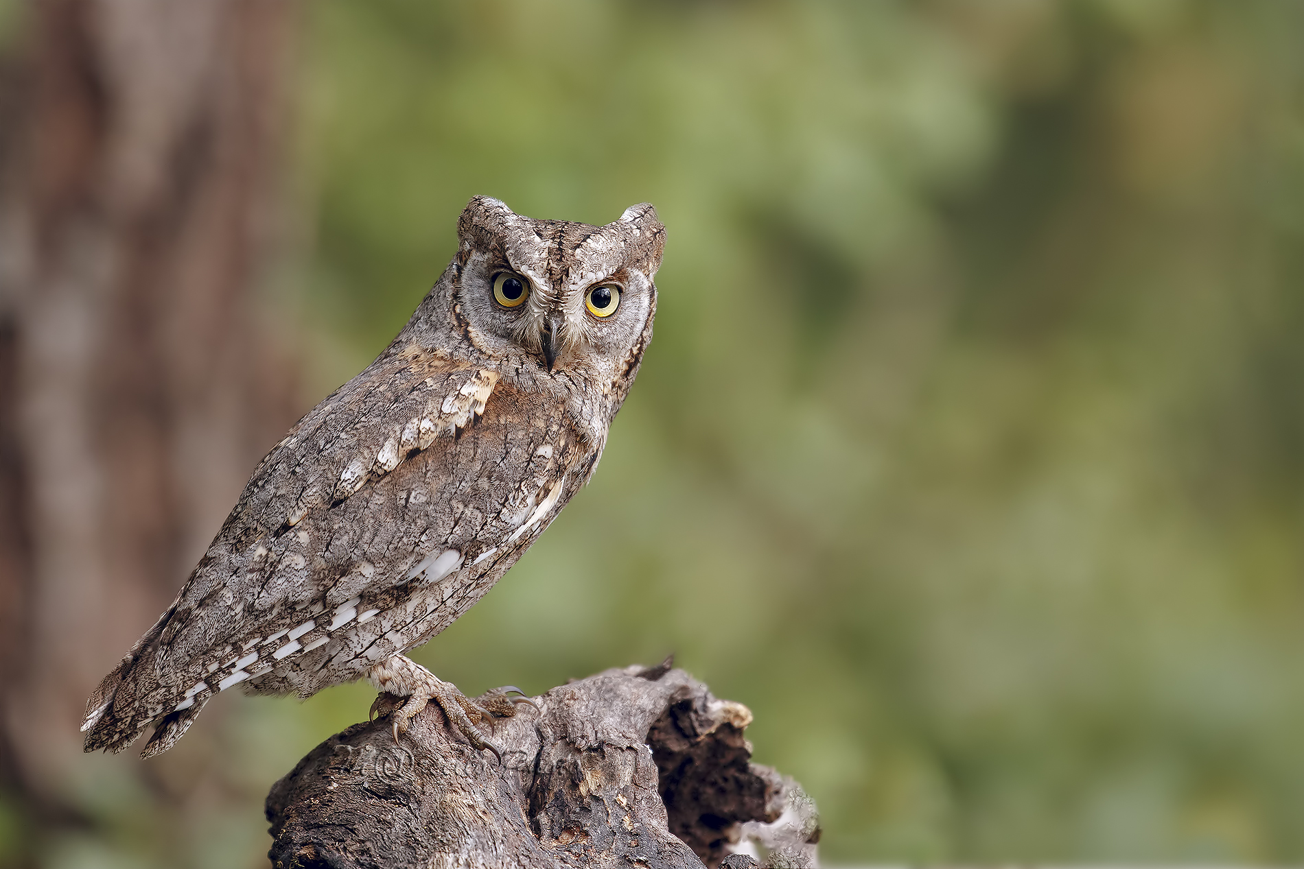 Assiolo, prima foto del 2021