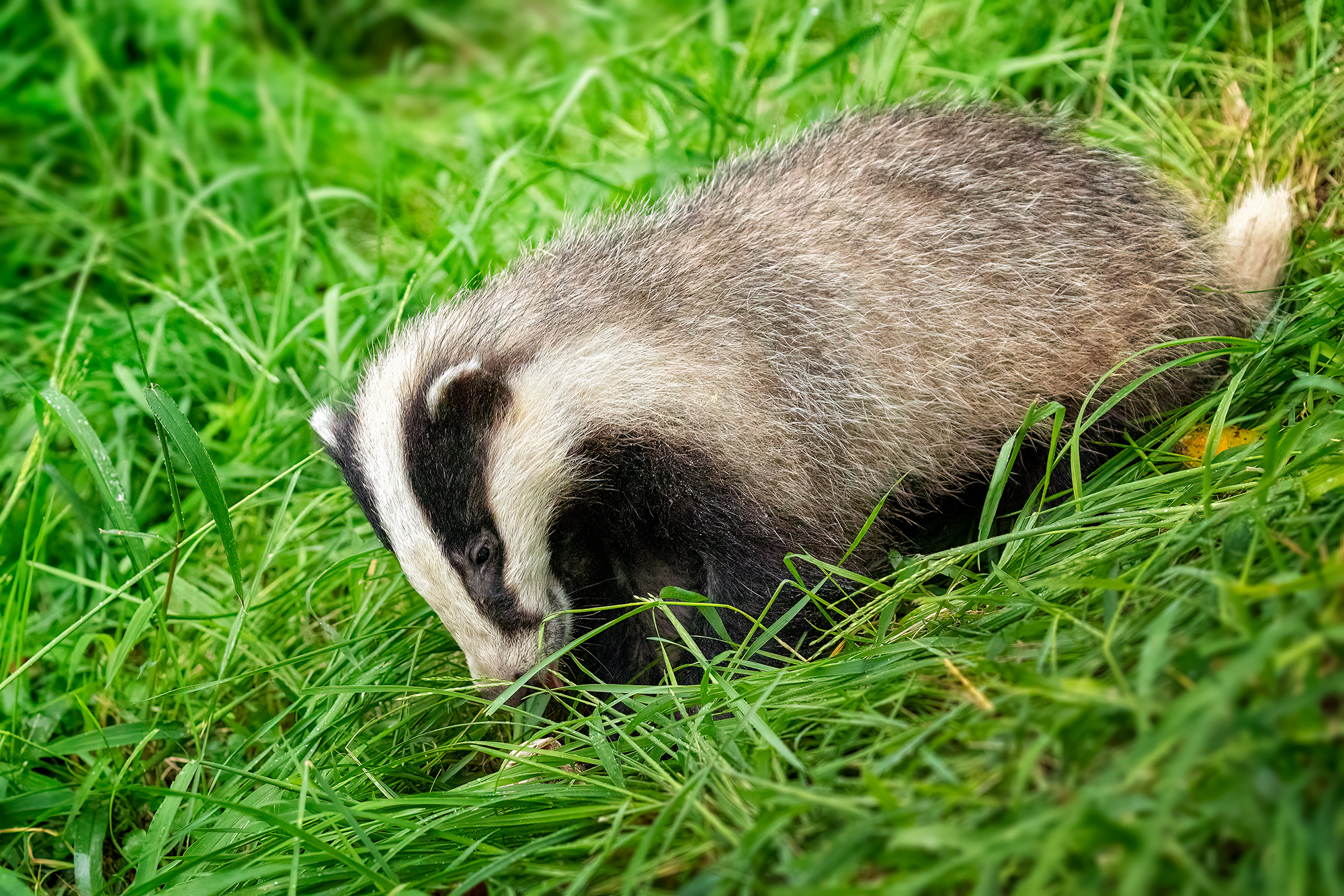 Abitudini notturne? Non sempre...
