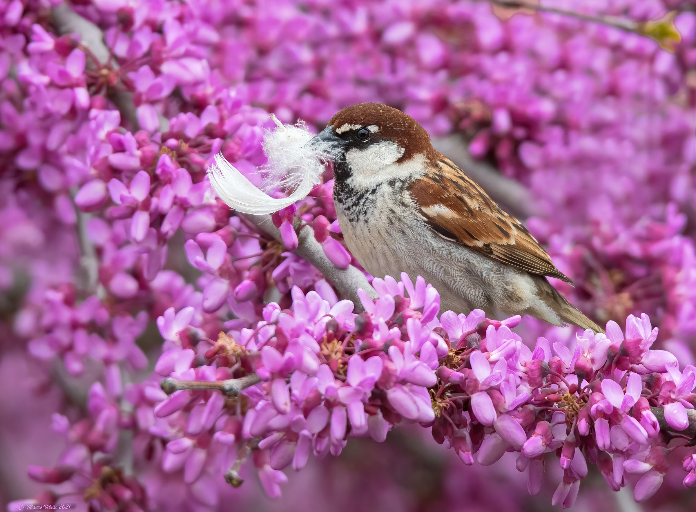 Colors of Spring (Passera Italia)