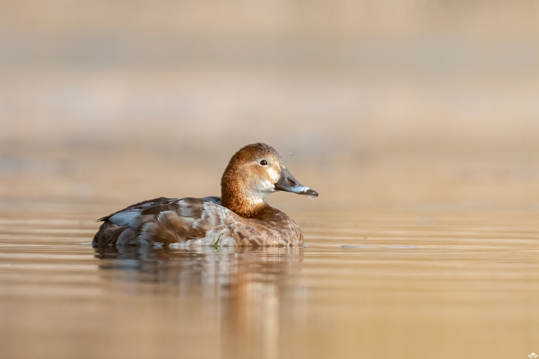 Rata cu cap castaniu, femela