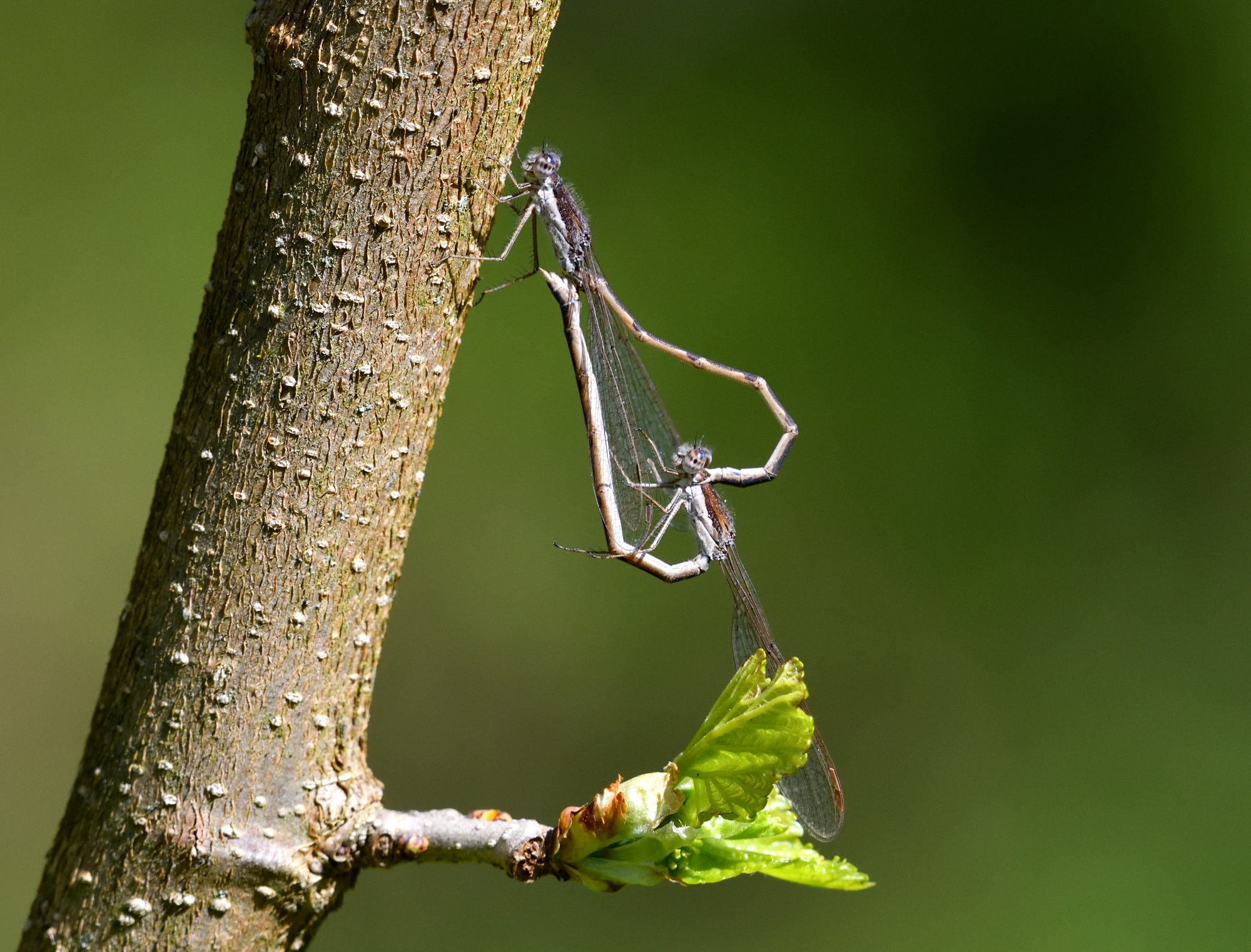 primo accoppiamento dell'anno...