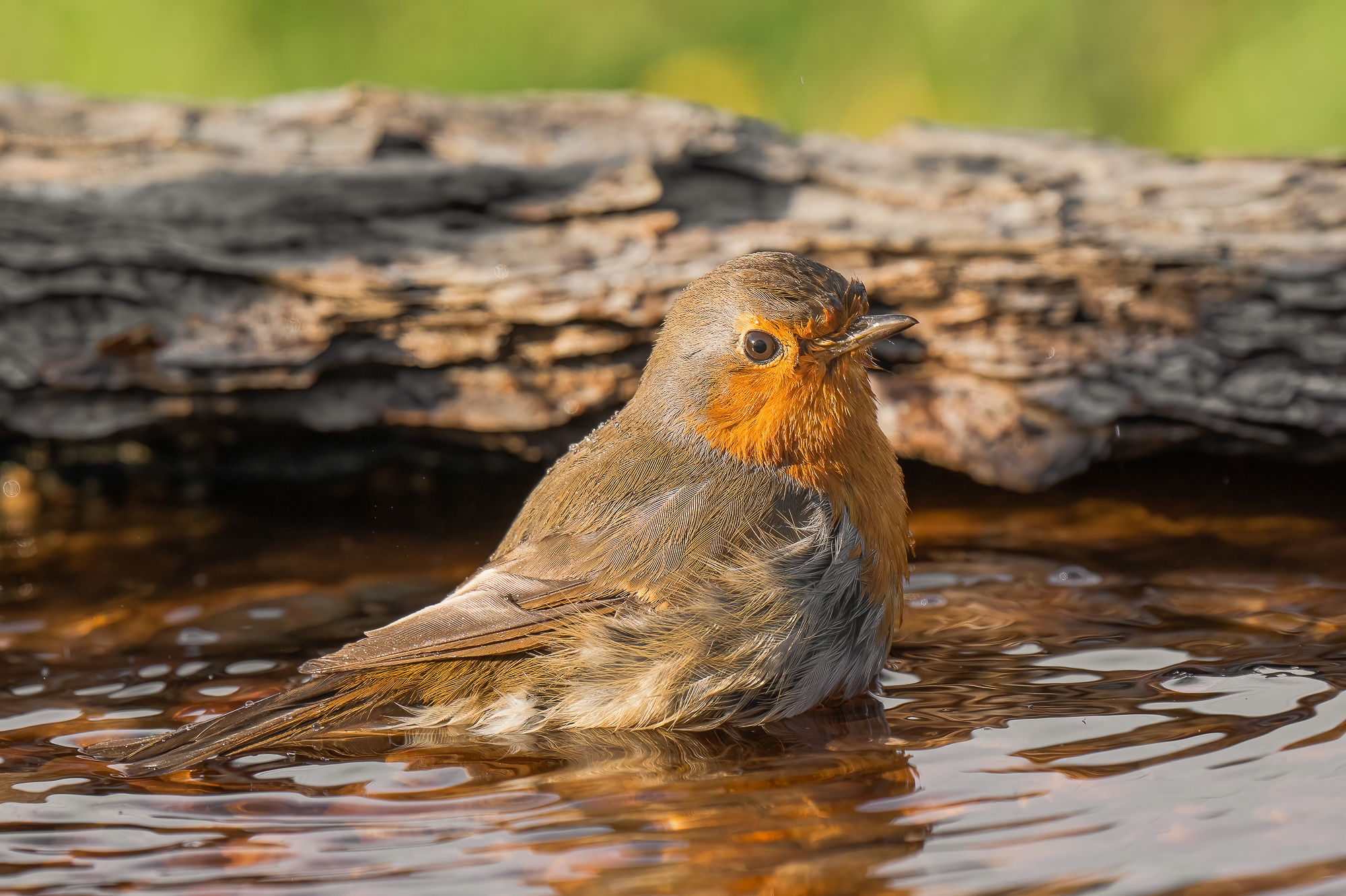 robin