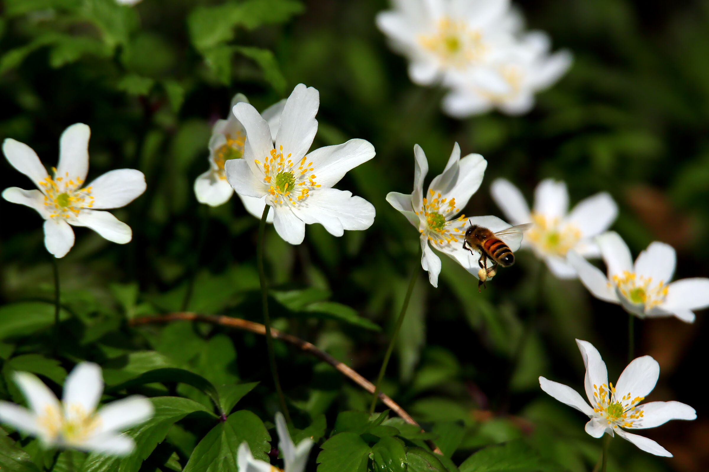bianco candore degli anemoni,attira