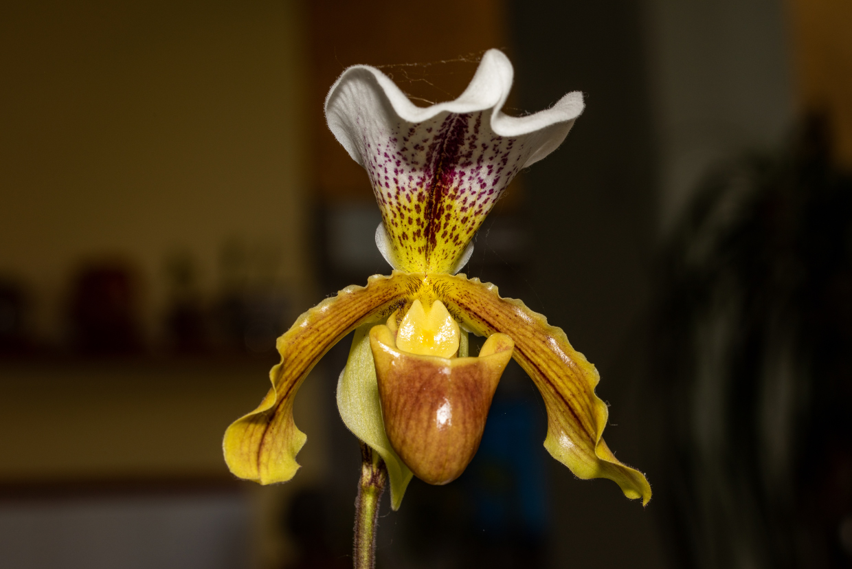 Orchidea