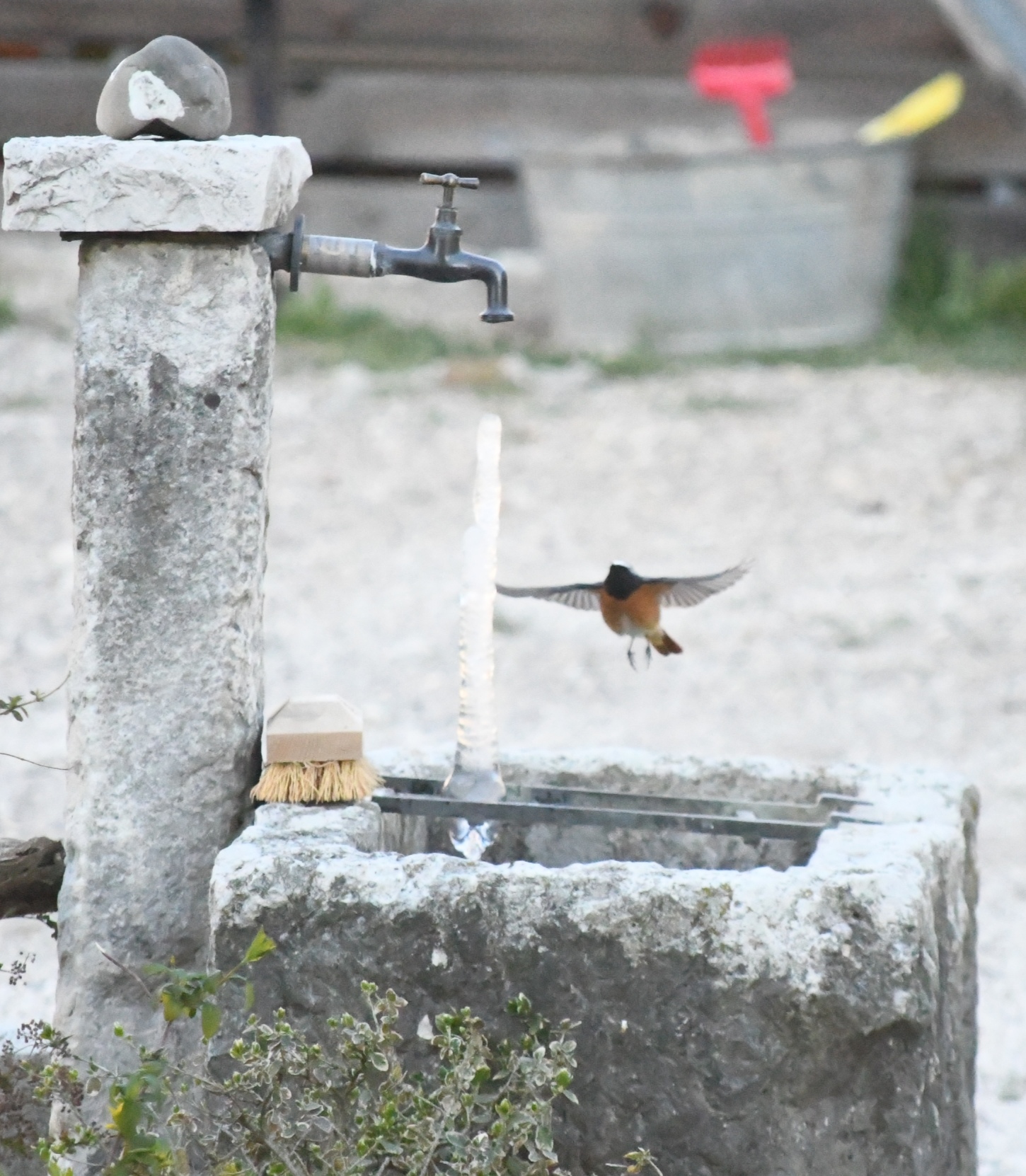 redstart