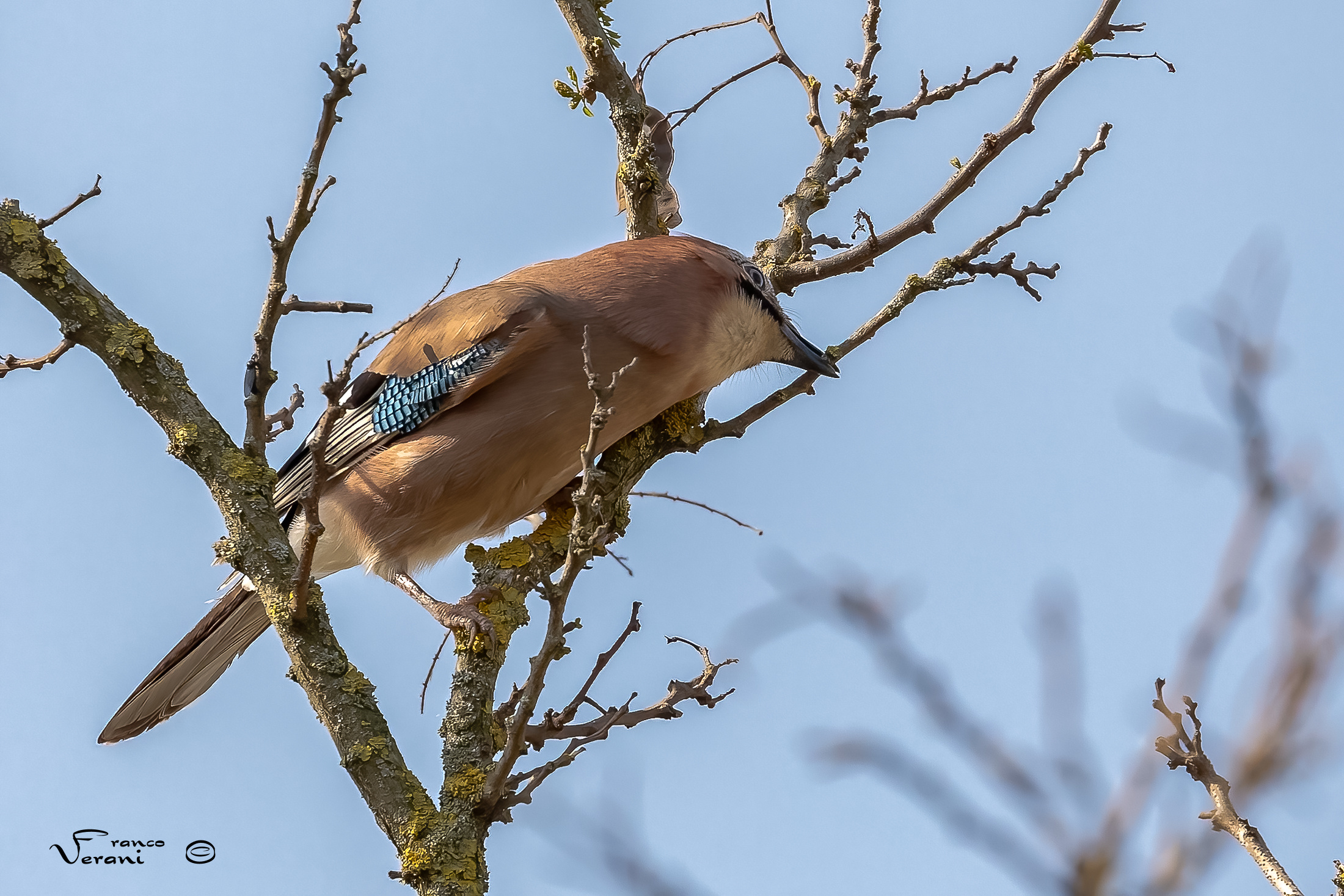 Work in progress (Nest Repairs)