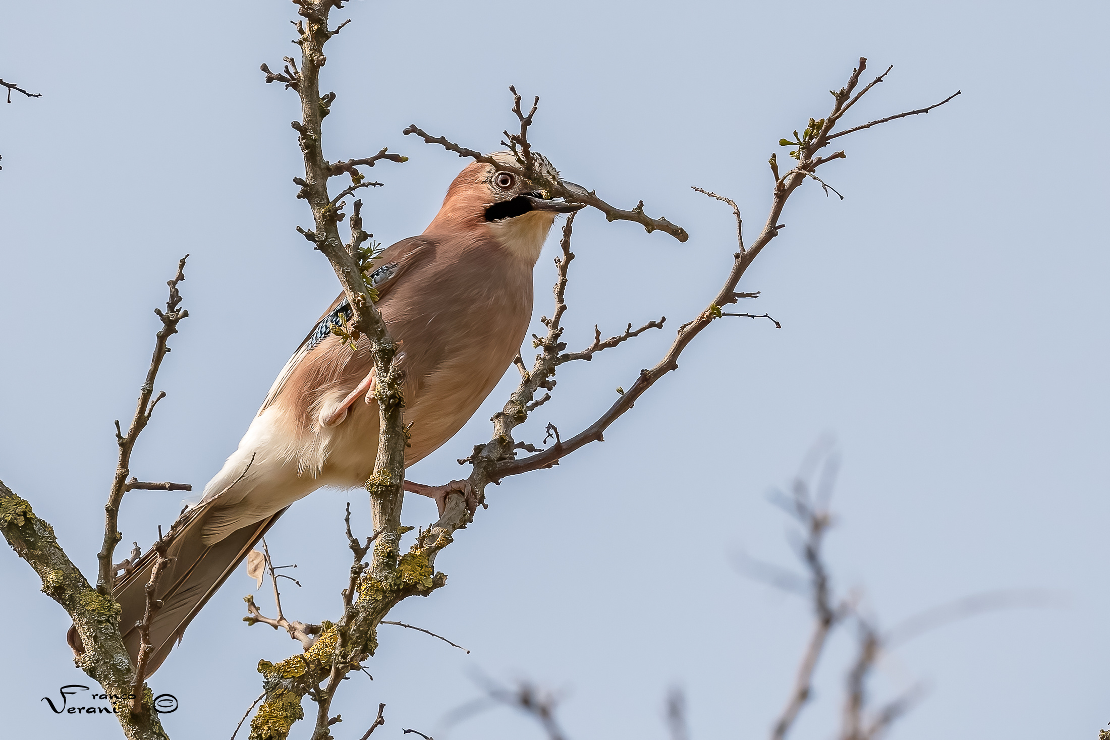 Work in progress ( Nest Repairs )