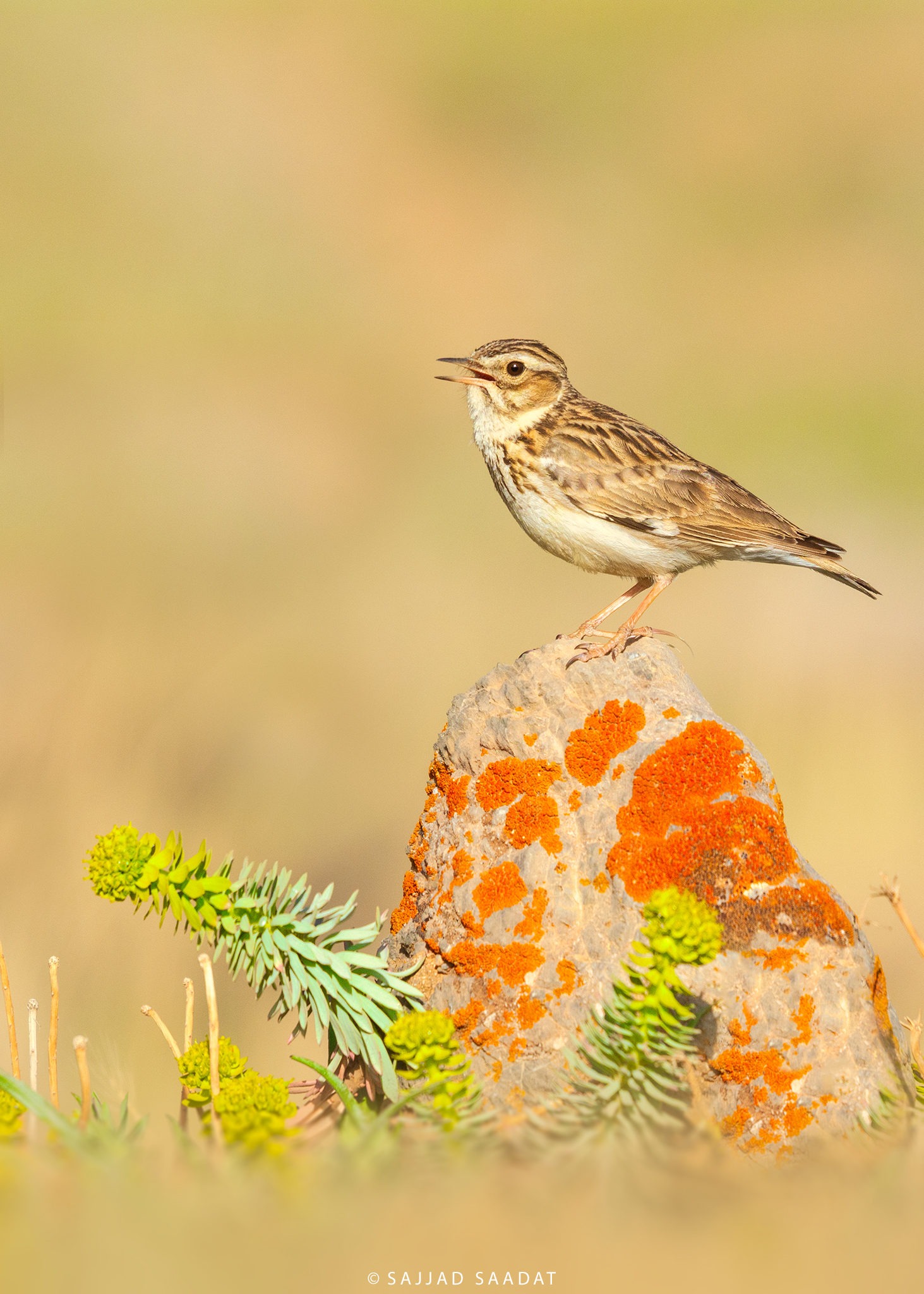 WoodLark