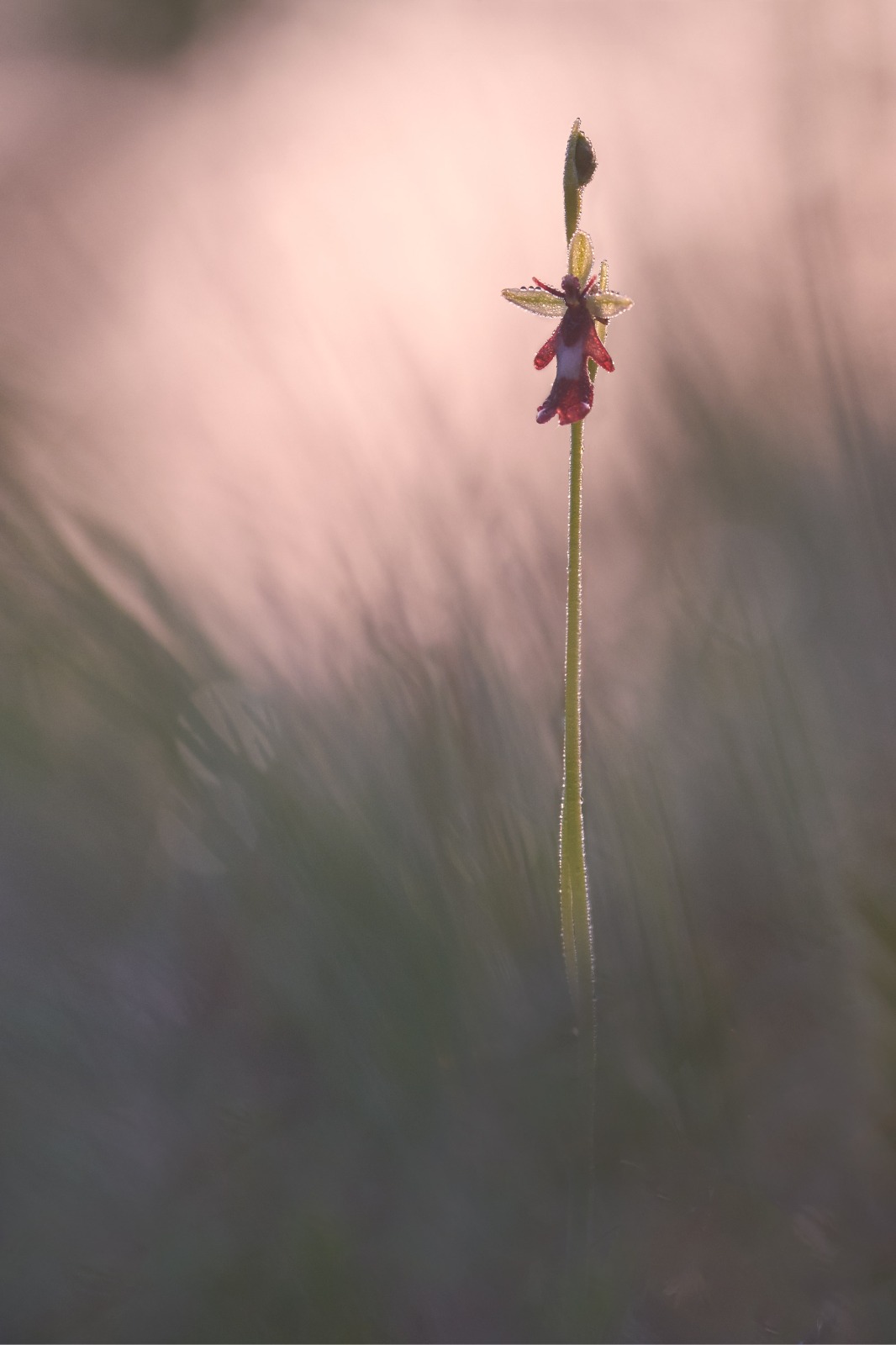 Insectifera all'alba